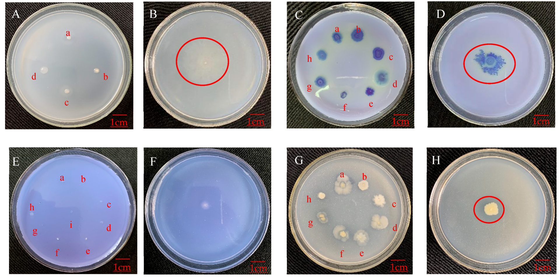 Horticulturae 08 00991 g005