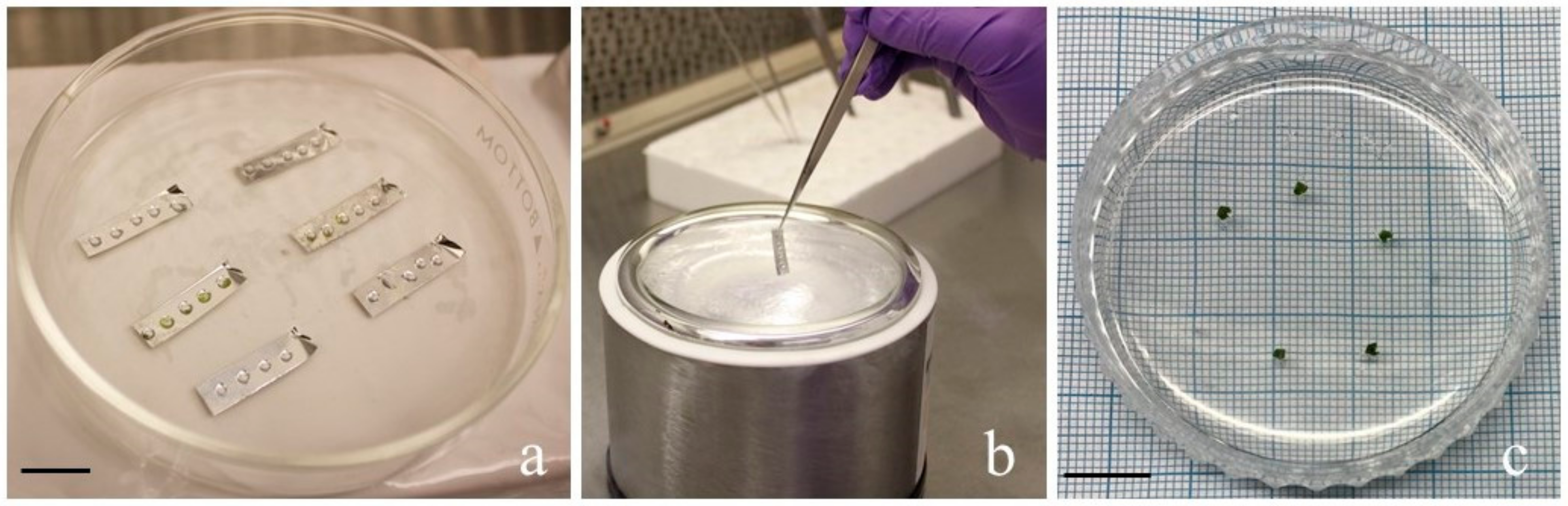 Horticulturae 08 00995 g003