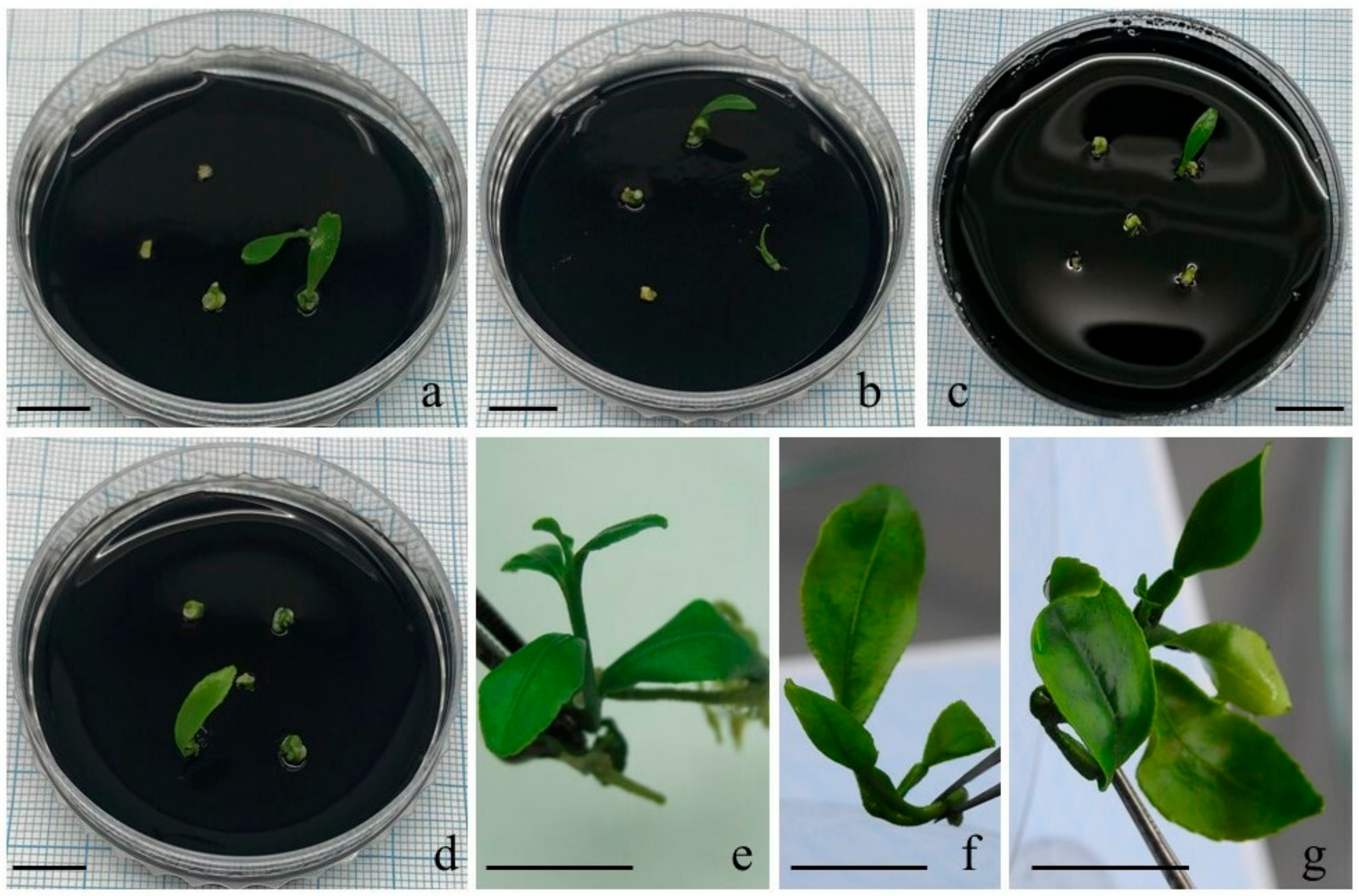 Horticulturae 08 00995 g004
