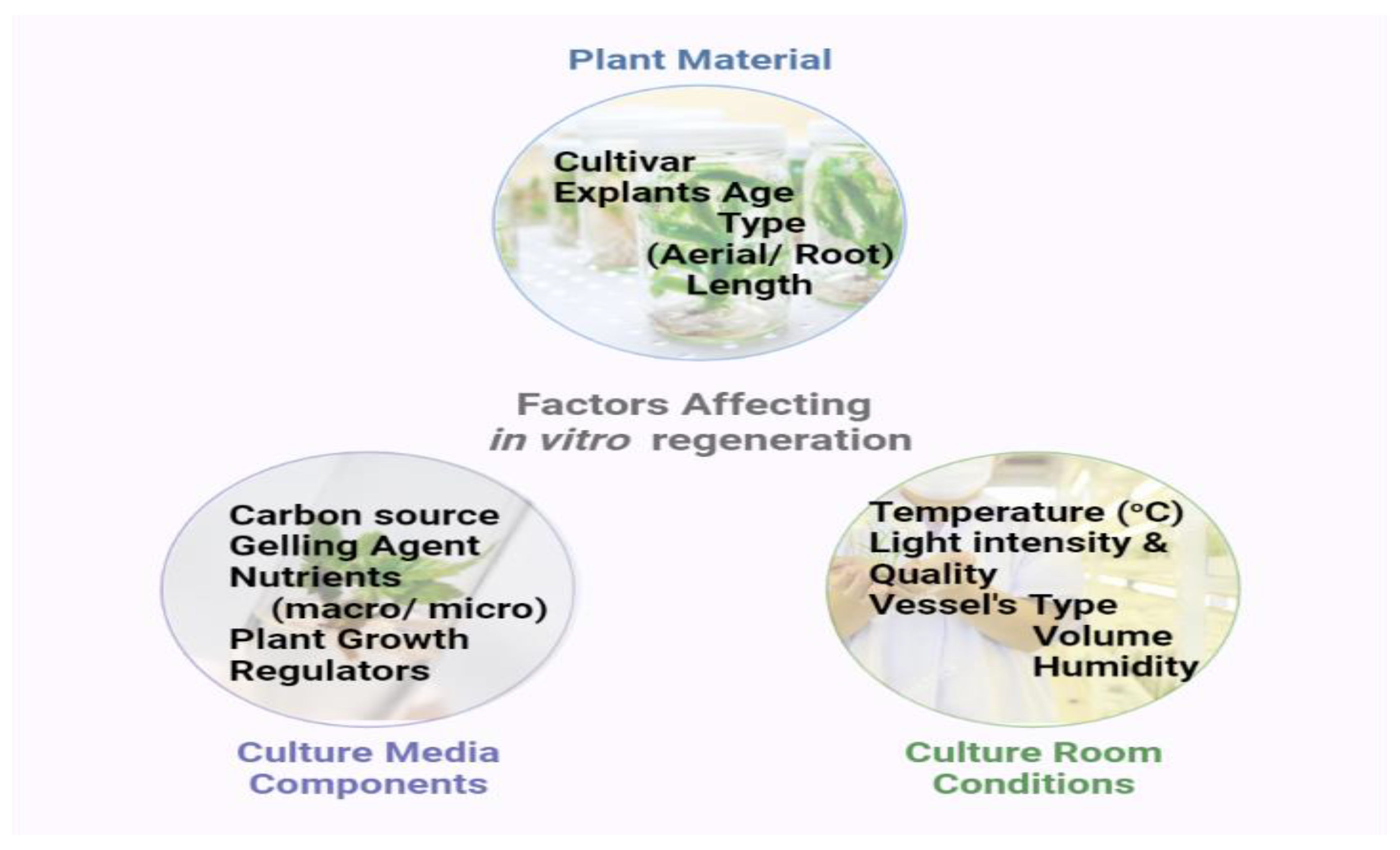 Horticulturae 08 00998 g002 Horticulturae 08 00998 g002