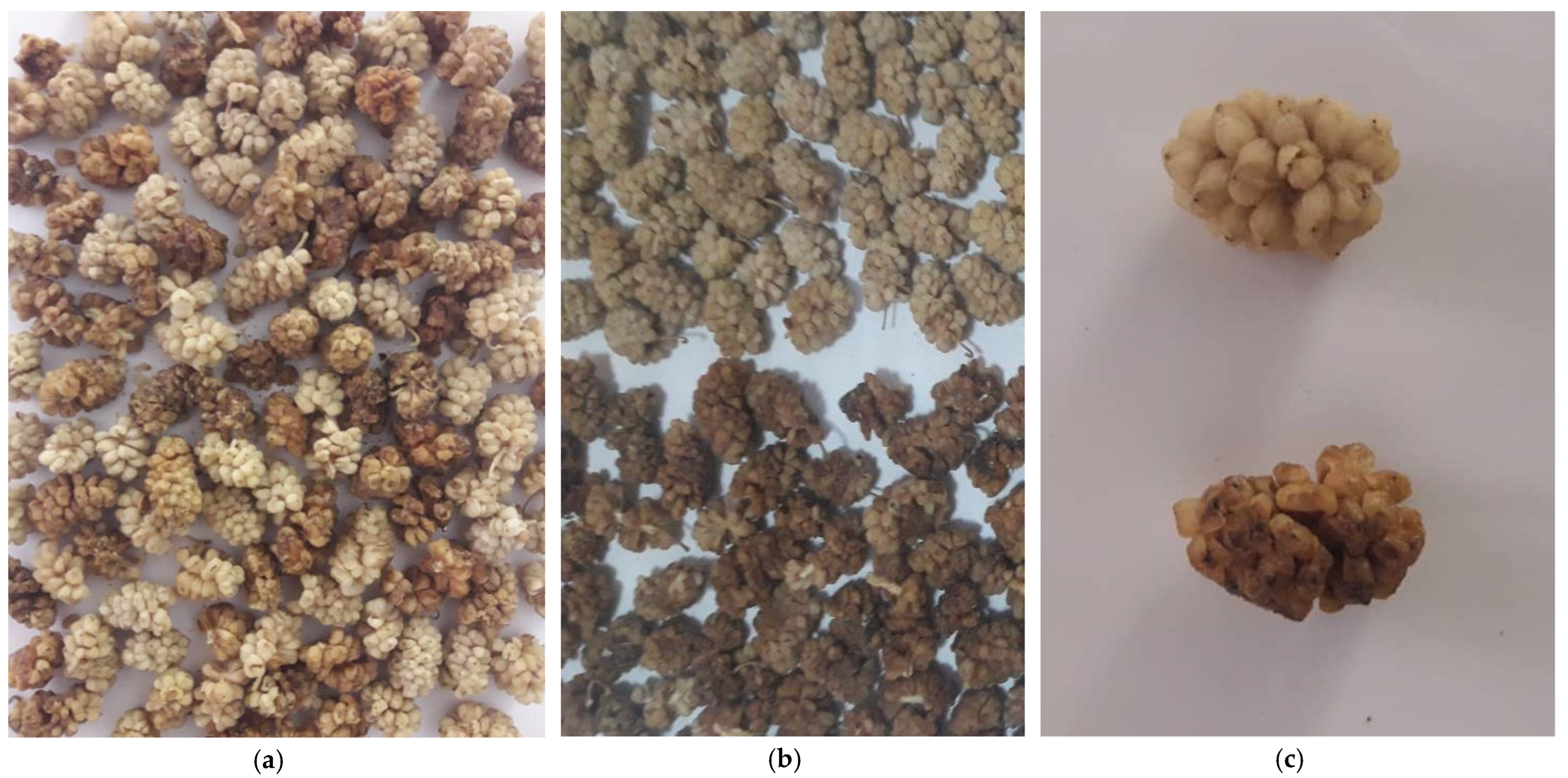 Horticulturae 08 01011 g001 Horticulturae 08 01011 g001