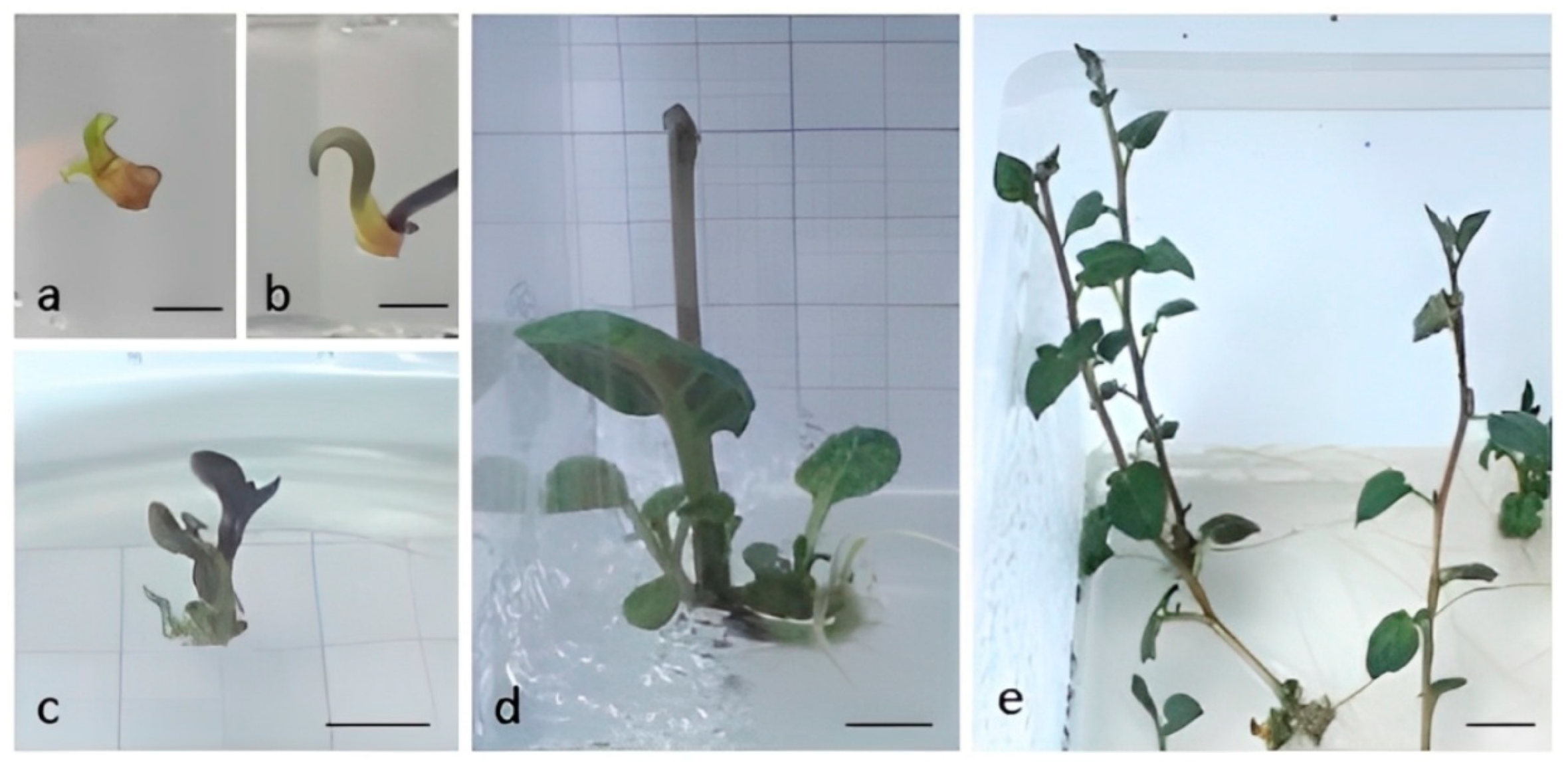 Horticulturae 08 01013 g001 Horticulturae 08 01013 g001