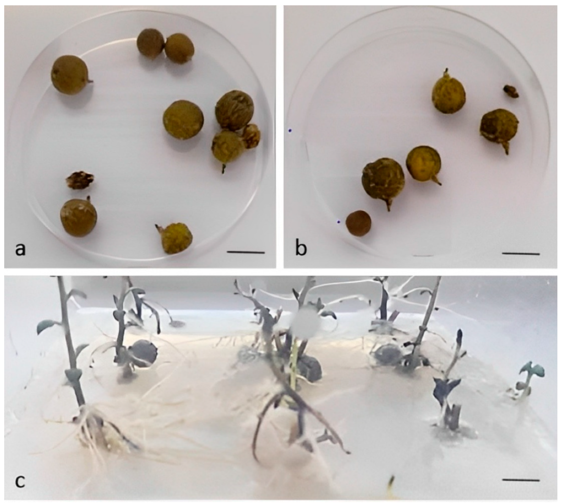 Horticulturae 08 01013 g002 Horticulturae 08 01013 g002