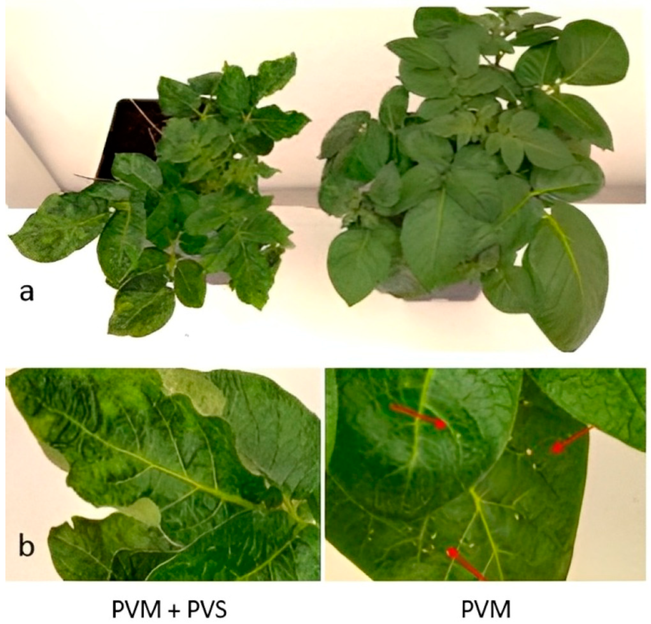 Horticulturae 08 01013 g003 Horticulturae 08 01013 g003