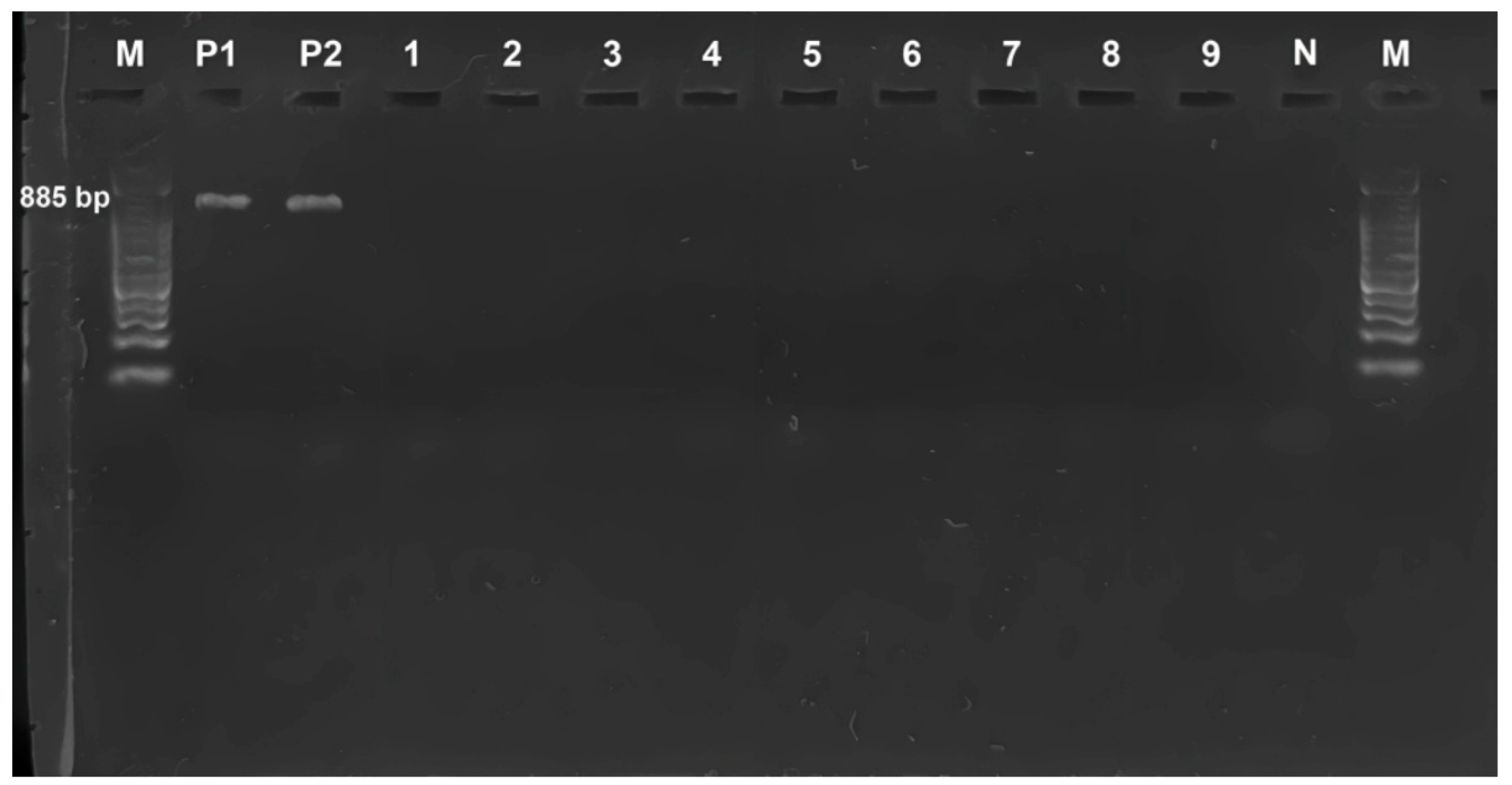 Horticulturae 08 01013 g004 Horticulturae 08 01013 g004