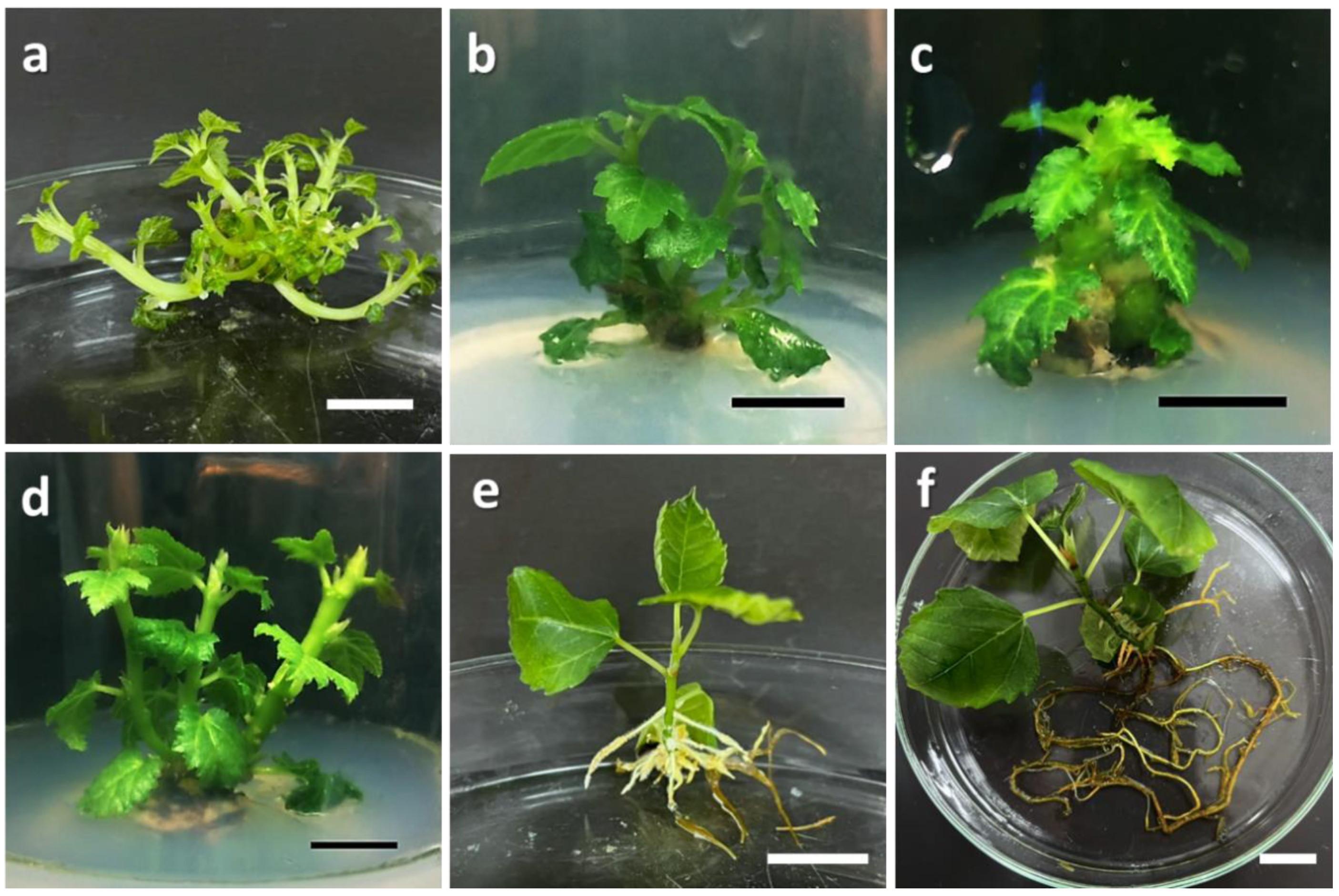 Horticulturae 08 01025 g001