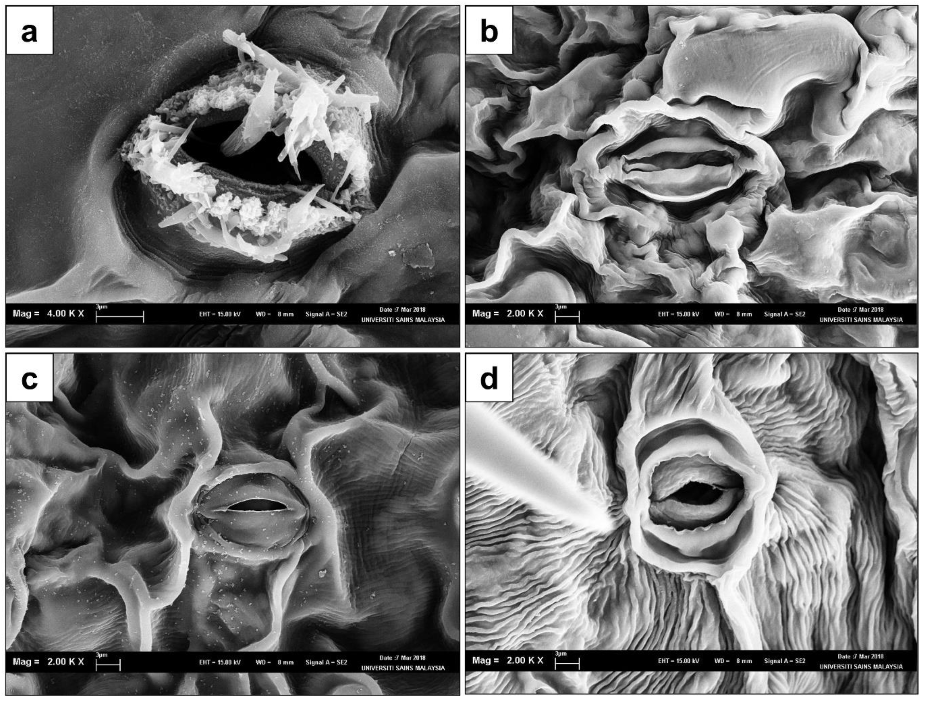 Horticulturae 08 01025 g004