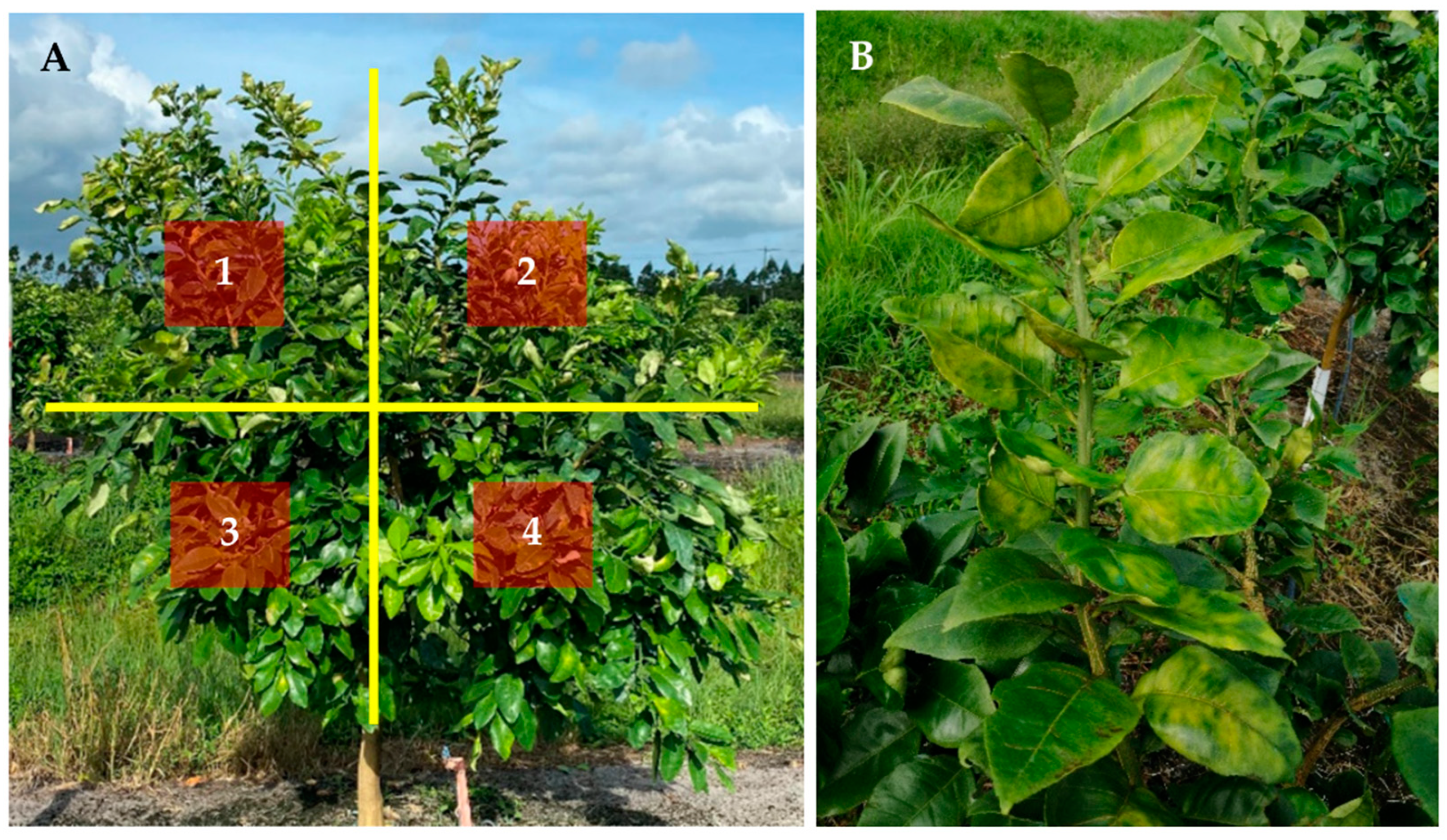 Horticulturae 08 01027 g001