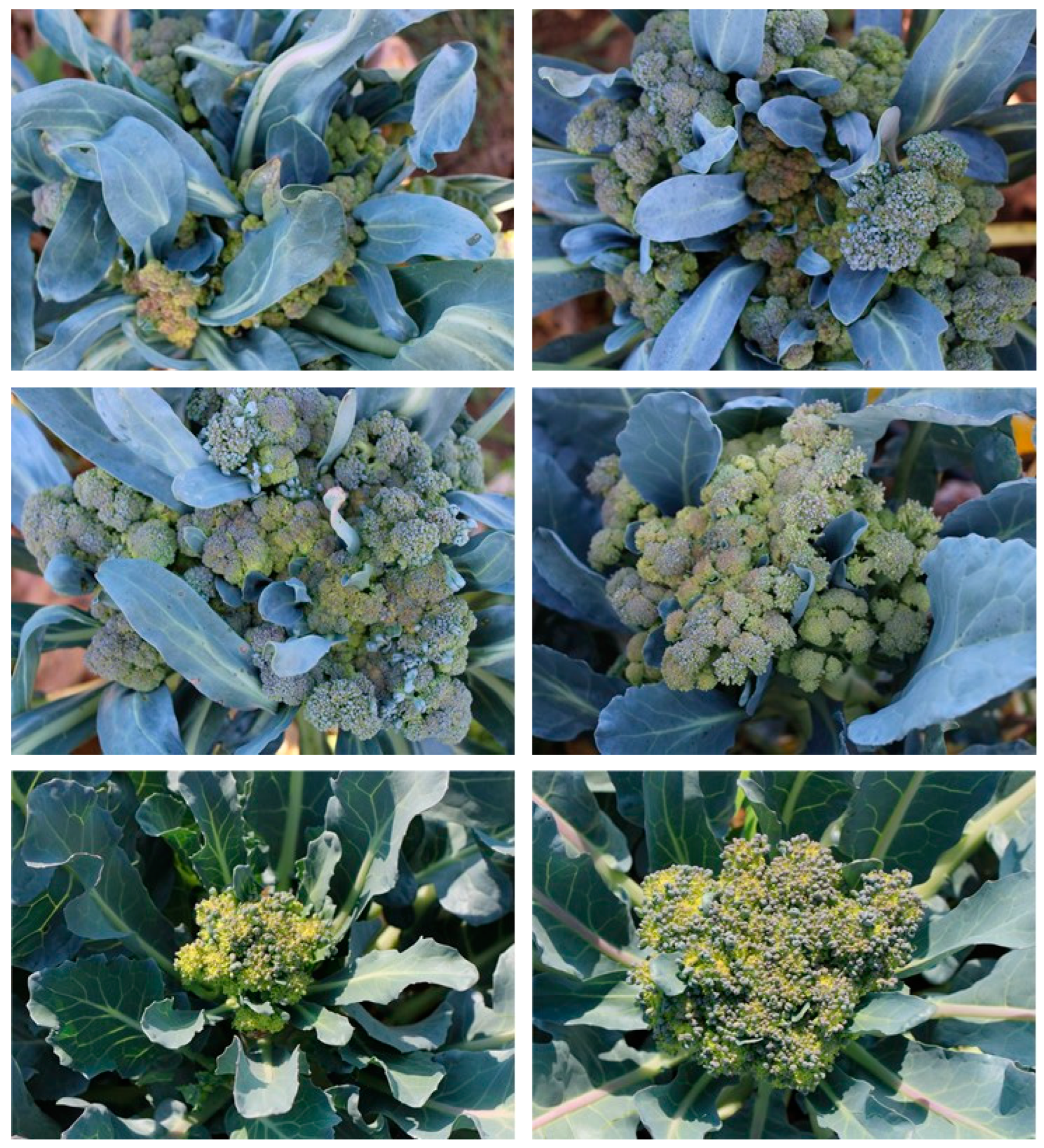 Horticulturae 08 01032 g002a Horticulturae 08 01032 g002a