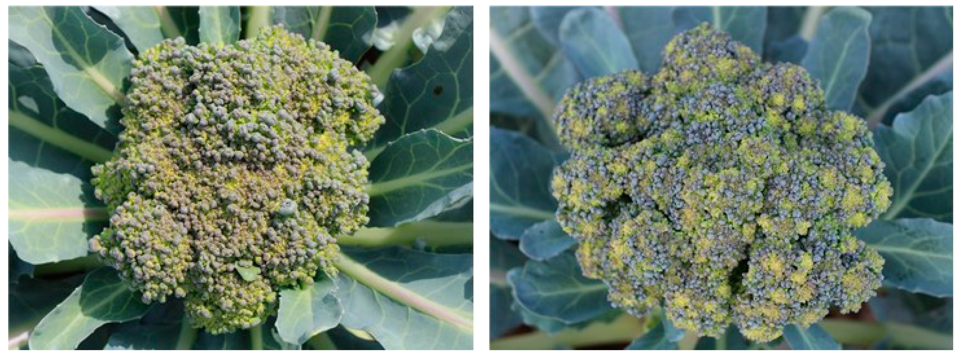 Horticulturae 08 01032 g002b Horticulturae 08 01032 g002b