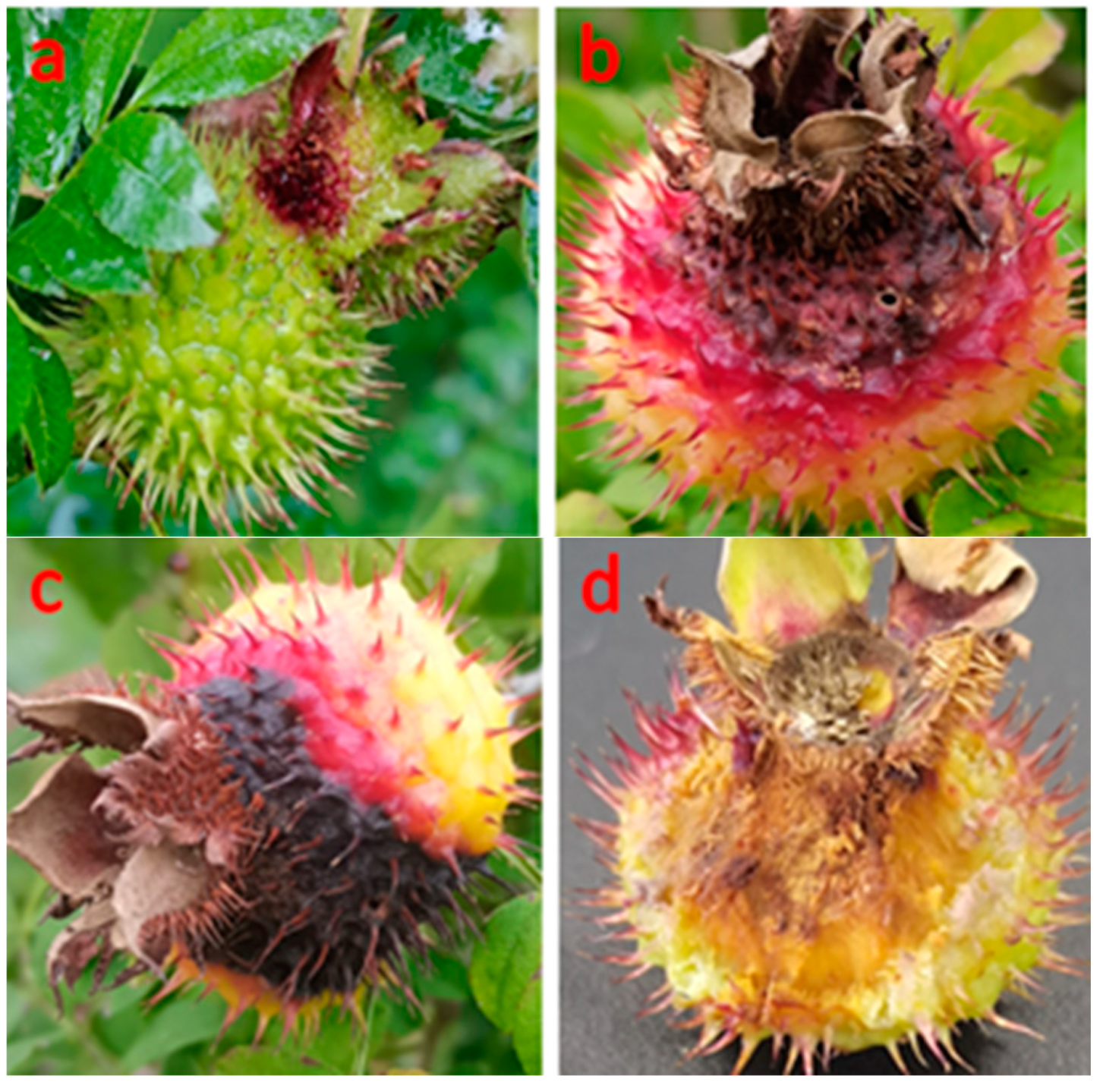 Horticulturae 08 01036 g001 Horticulturae 08 01036 g001