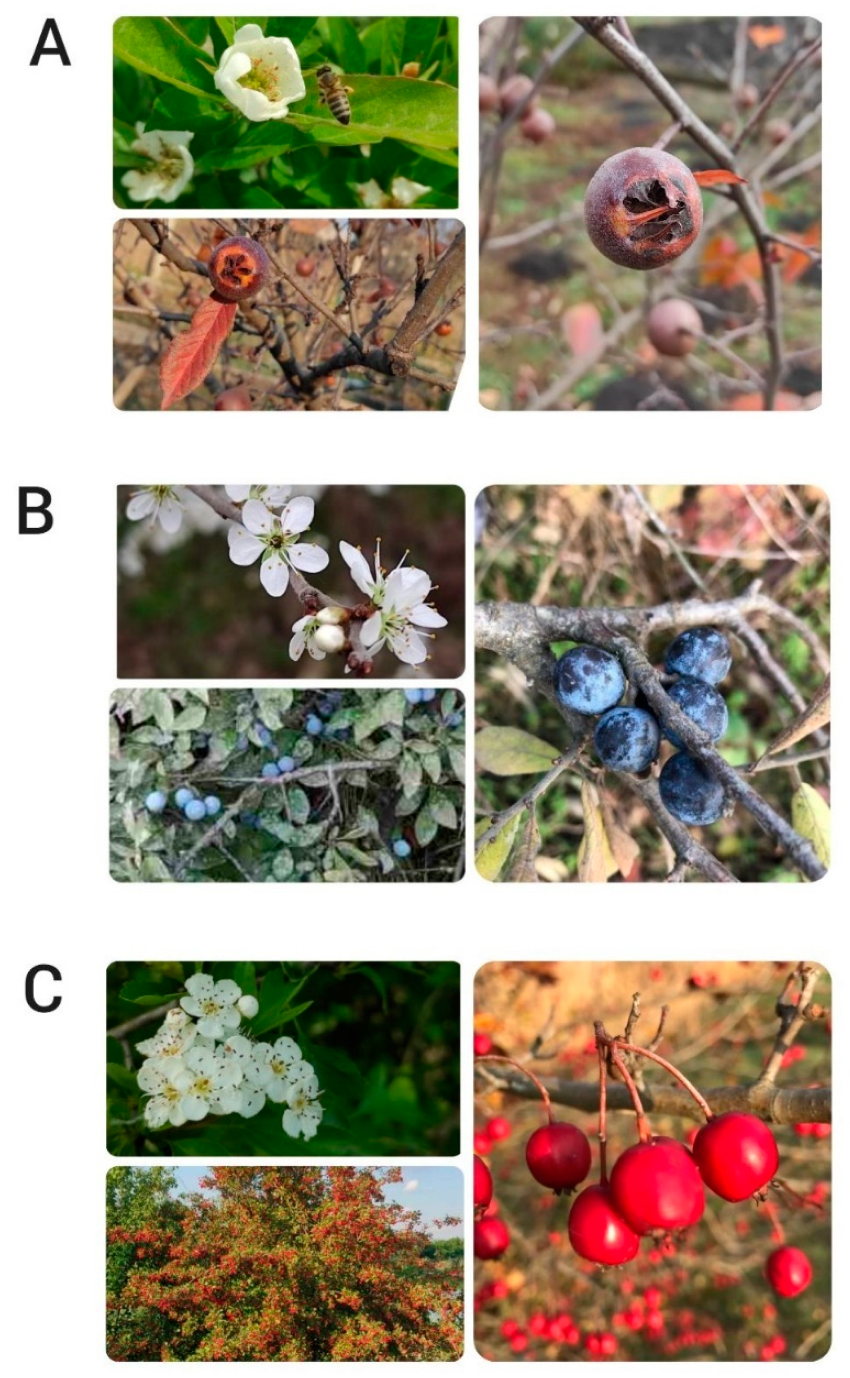 Horticulturae 08 01053 g001