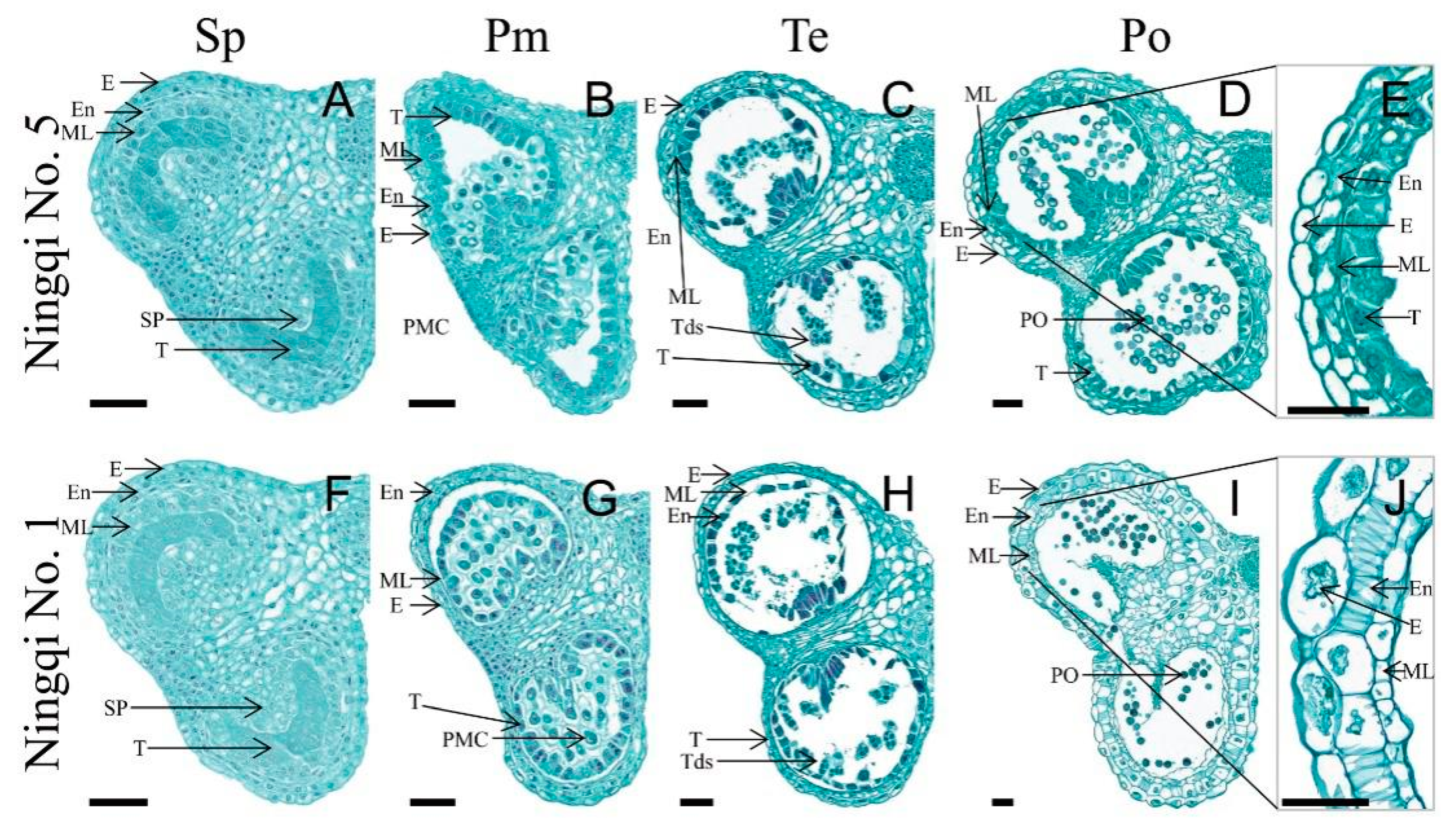 Horticulturae 08 01056 g001 Horticulturae 08 01056 g001