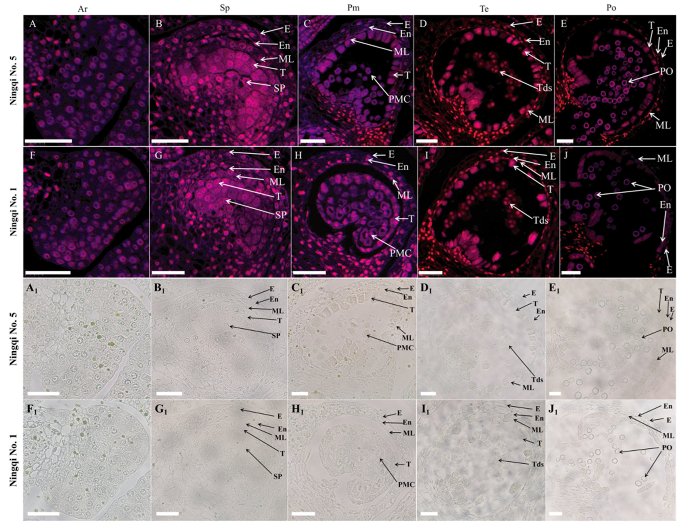 Horticulturae 08 01056 g004 Horticulturae 08 01056 g004