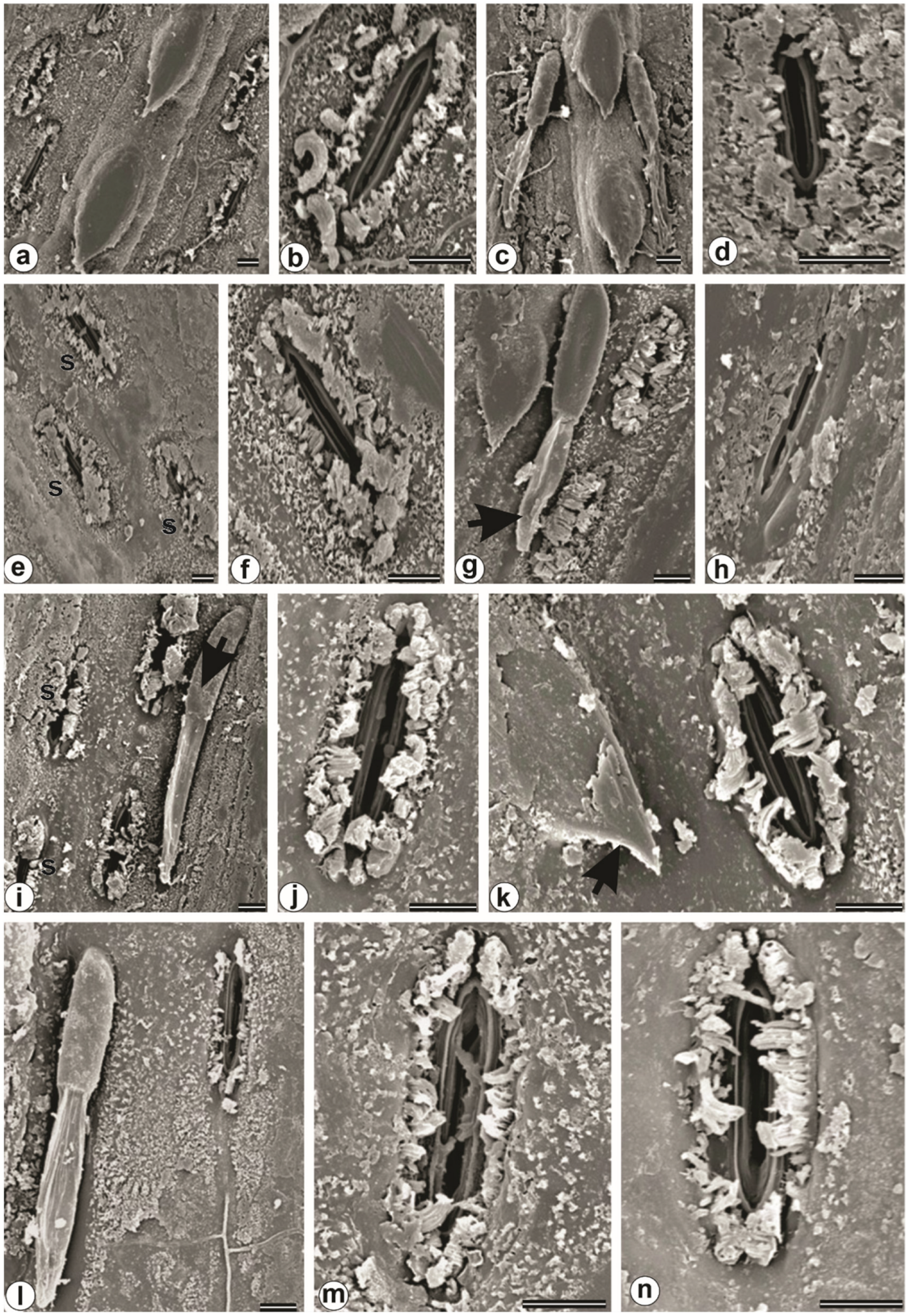 Horticulturae 08 01069 g011