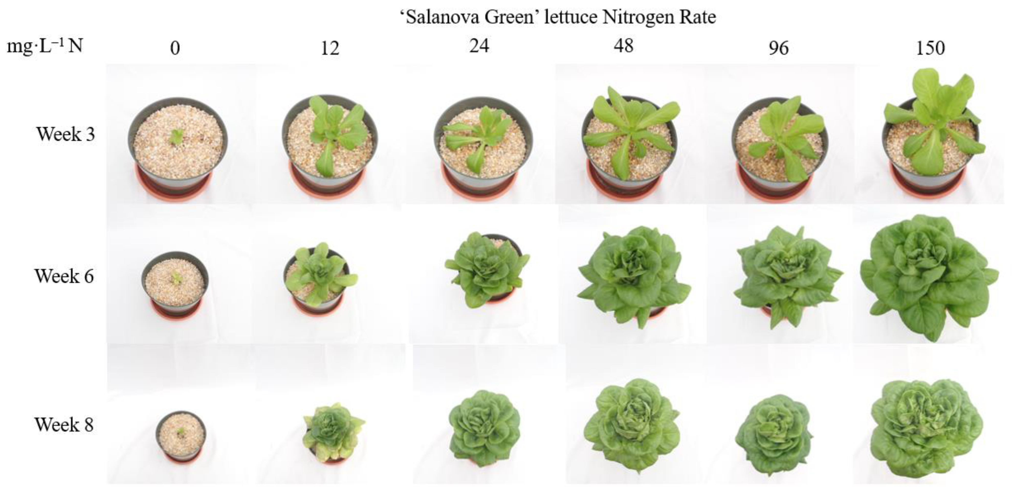 Horticulturae 08 01075 g001