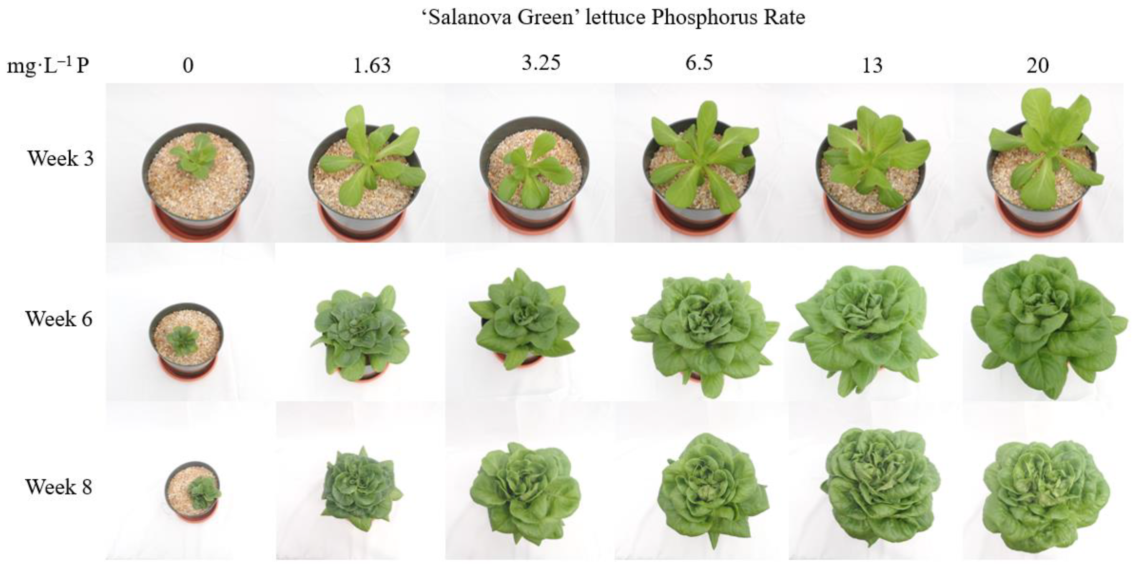 Horticulturae 08 01075 g002