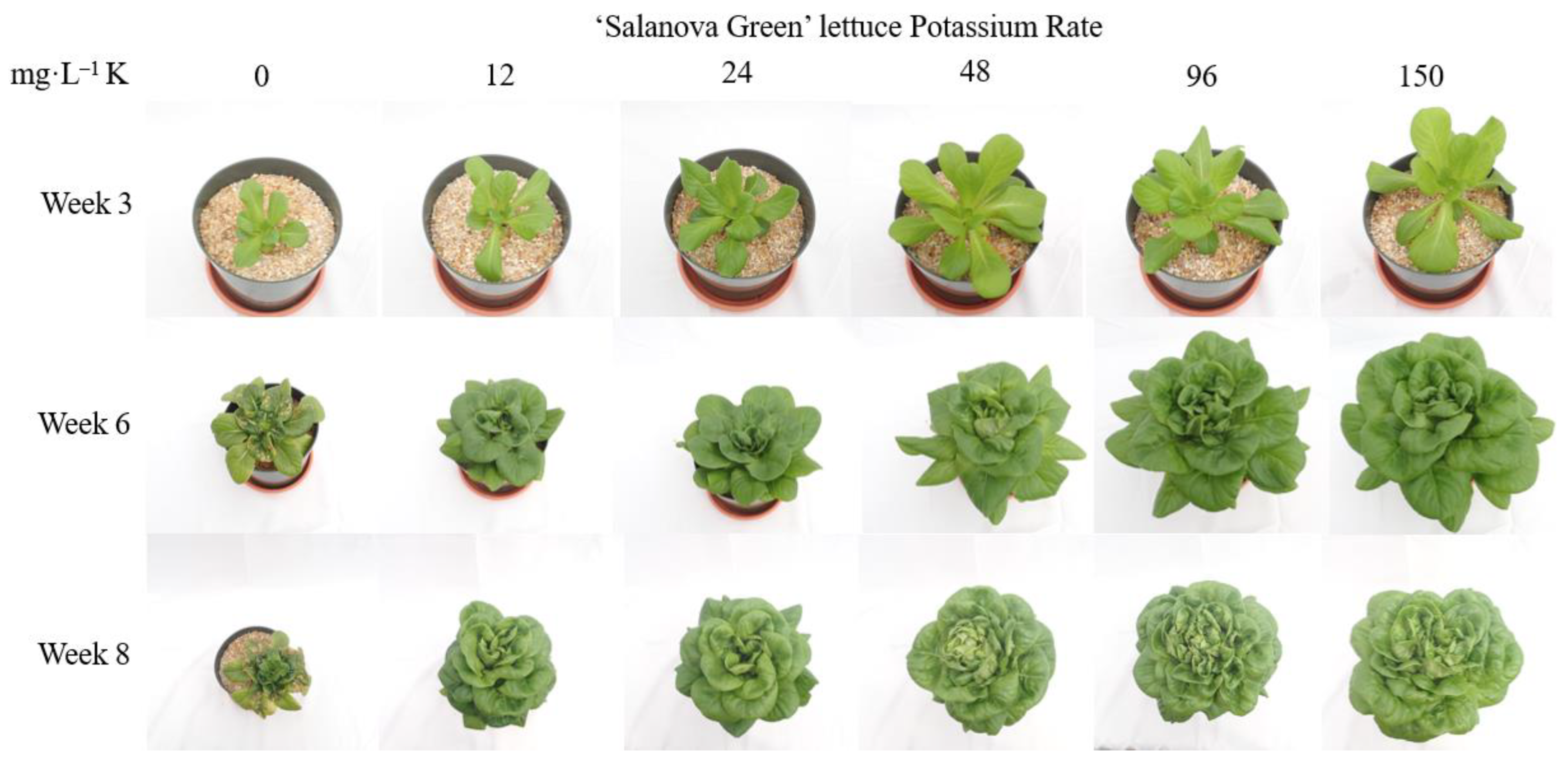 Horticulturae 08 01075 g003