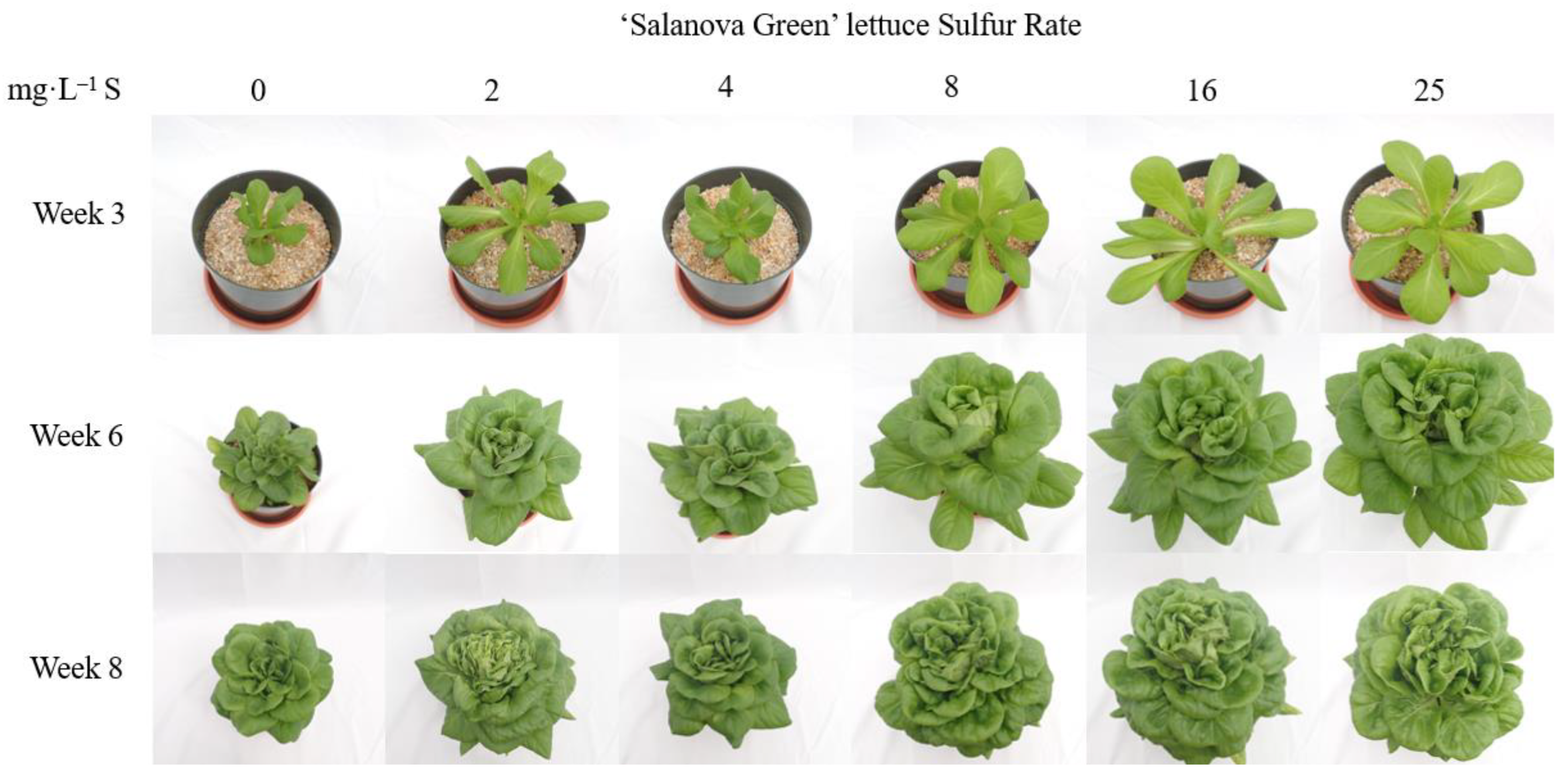 Horticulturae 08 01075 g005