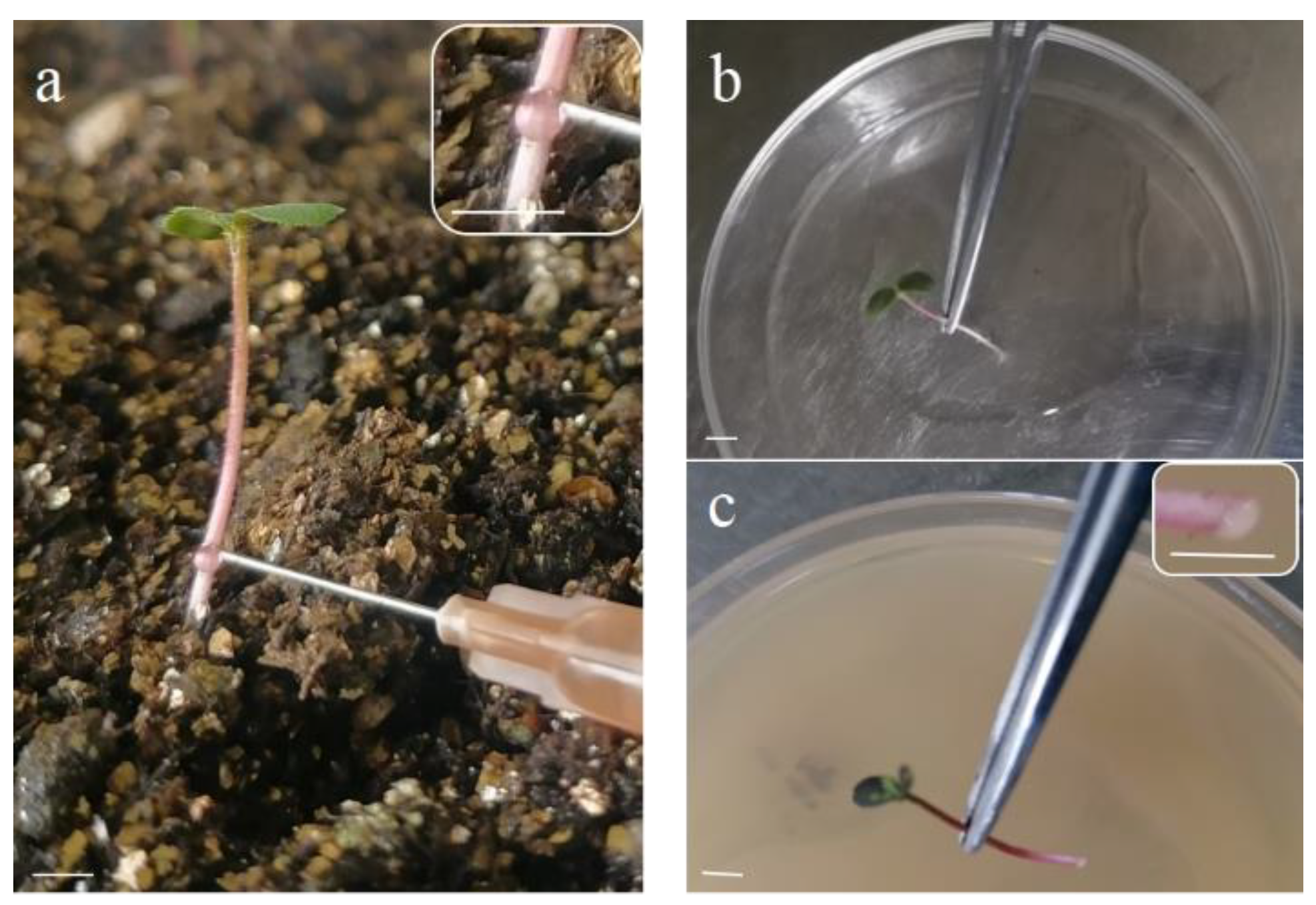 Horticulturae 08 01079 g001