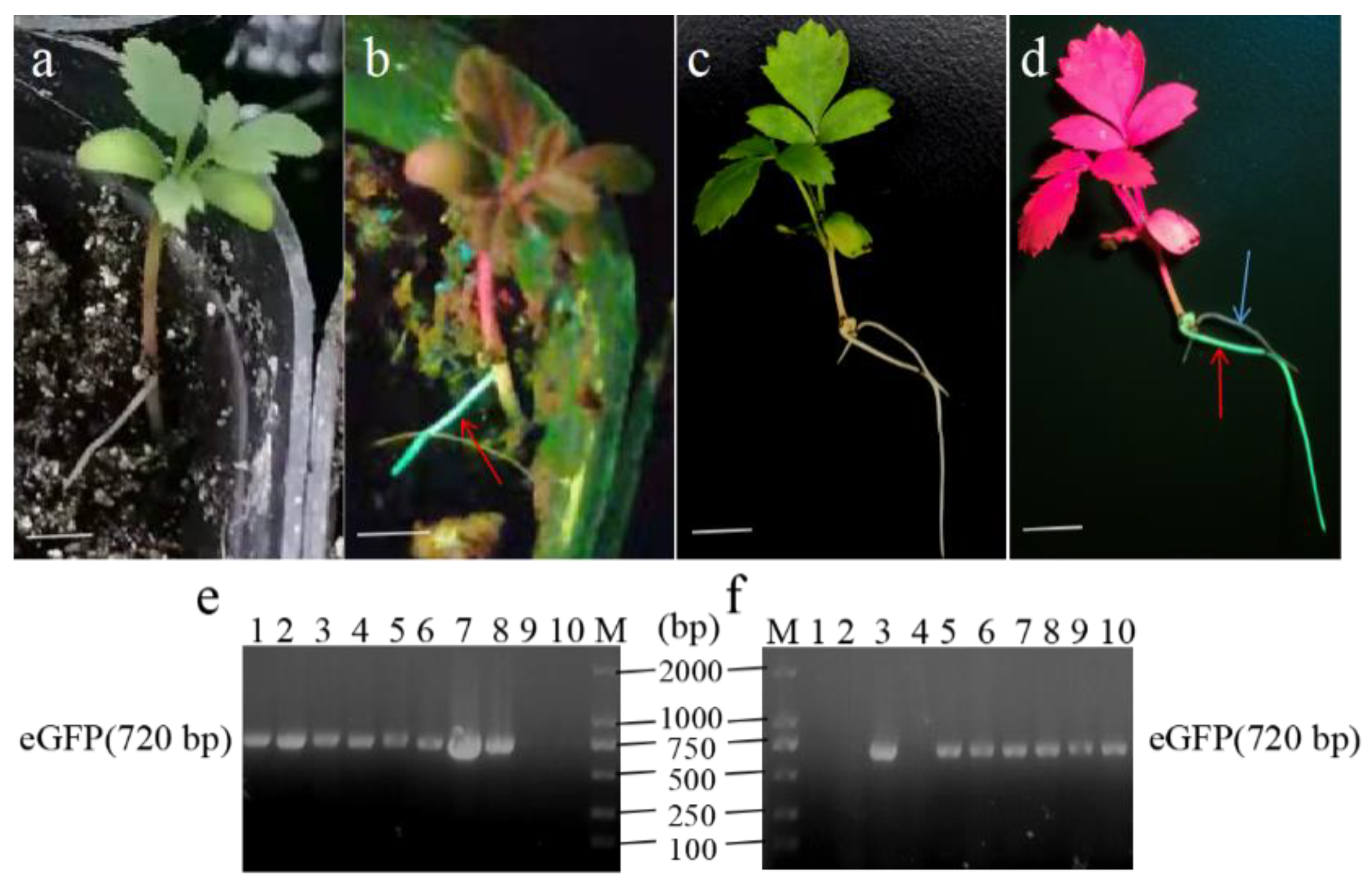 Horticulturae 08 01079 g002