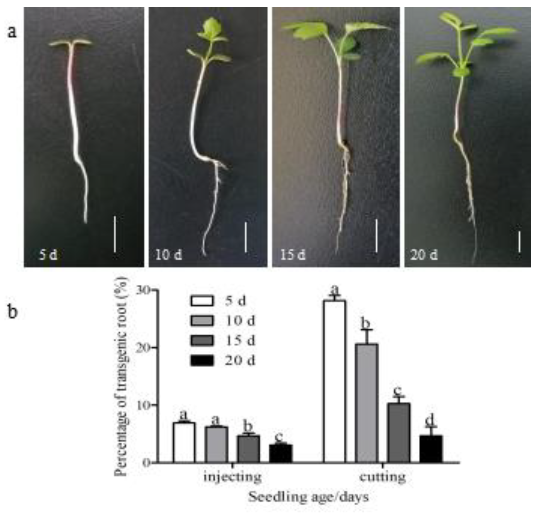Horticulturae 08 01079 g004