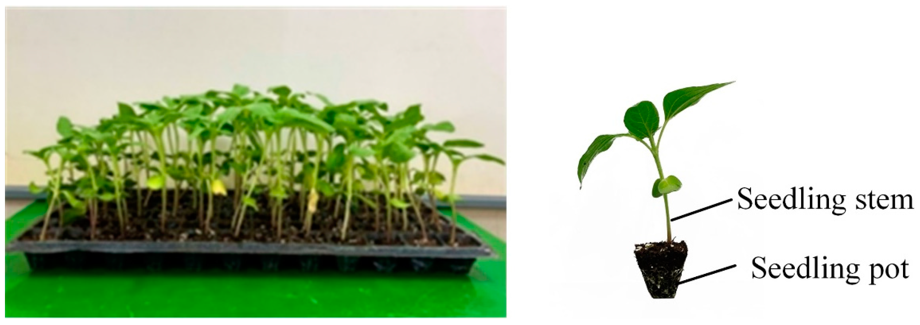 Horticulturae 08 01080 g001