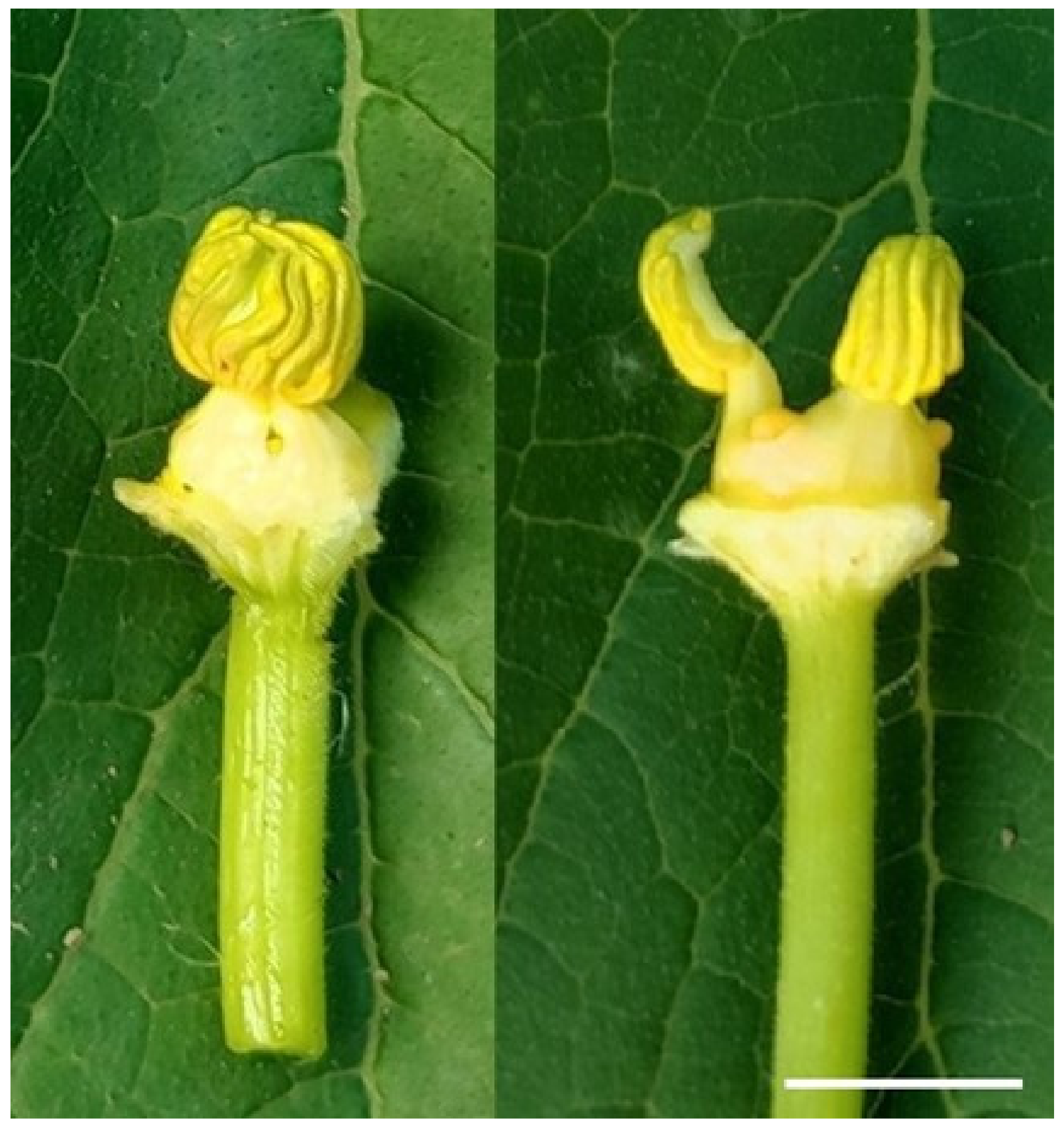 Horticulturae 08 01083 g005