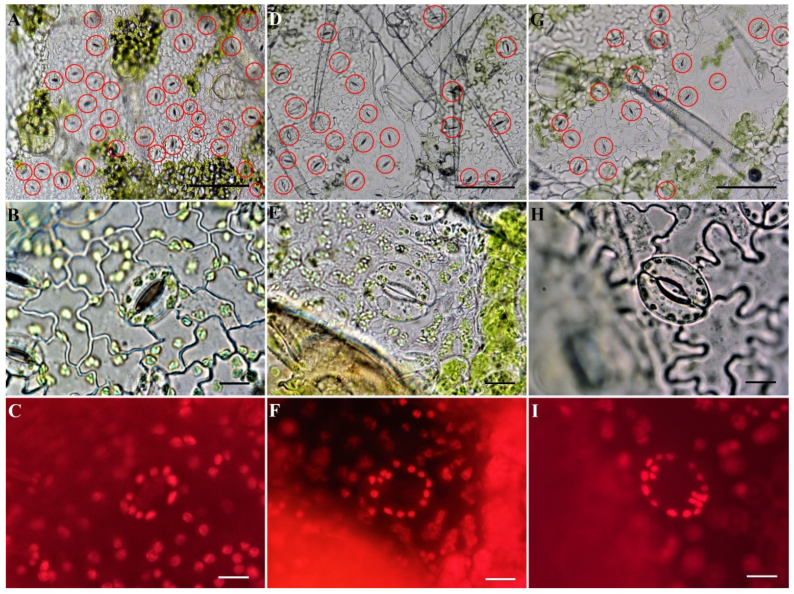 Horticulturae 08 01083 g008