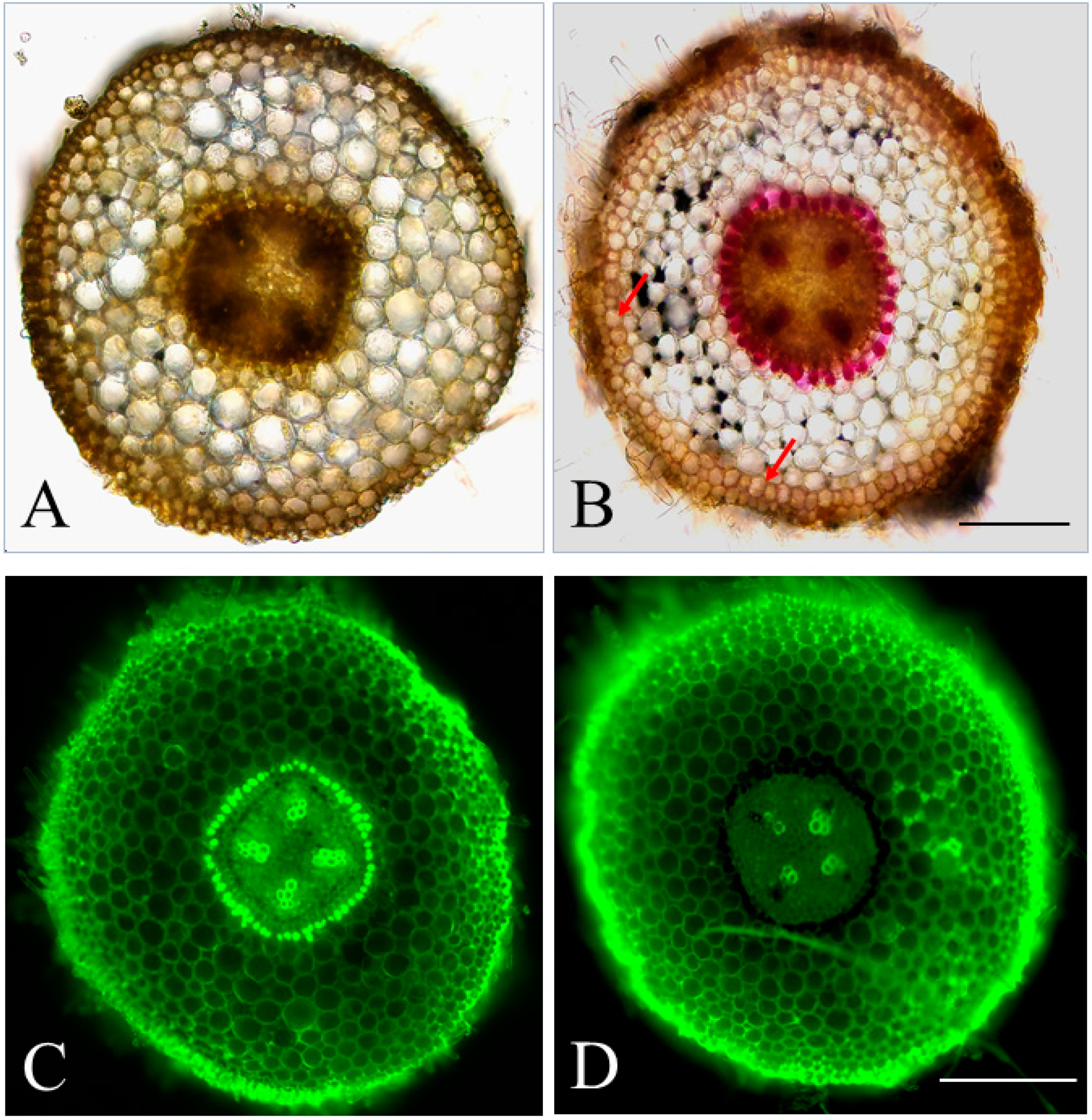 Horticulturae 08 01085 g001