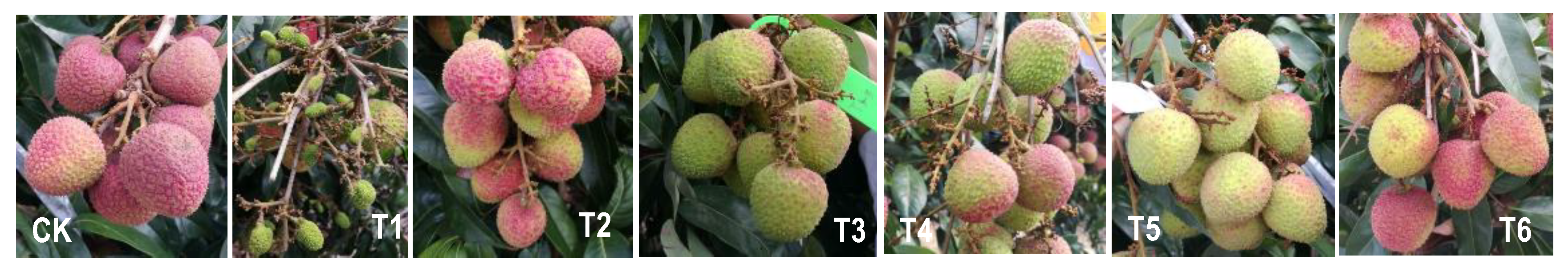 Horticulturae 08 01096 g002