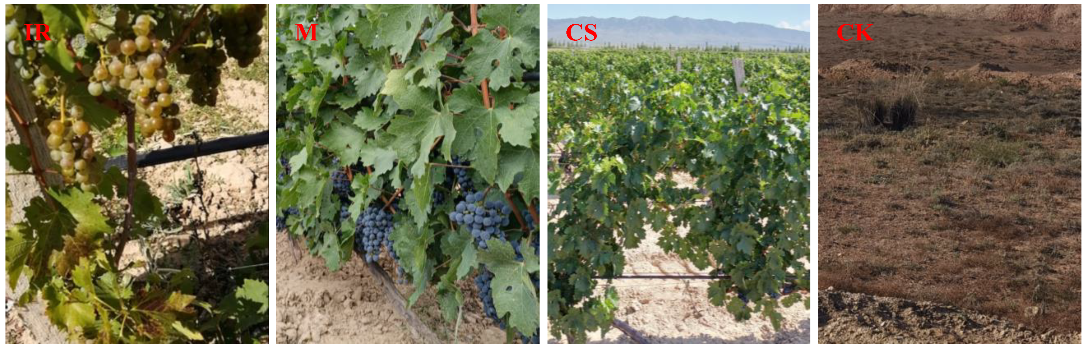 Horticulturae 08 01097 g001