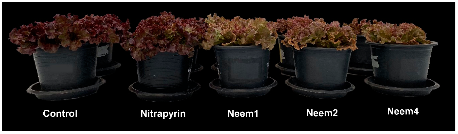 Horticulturae 08 01104 g003