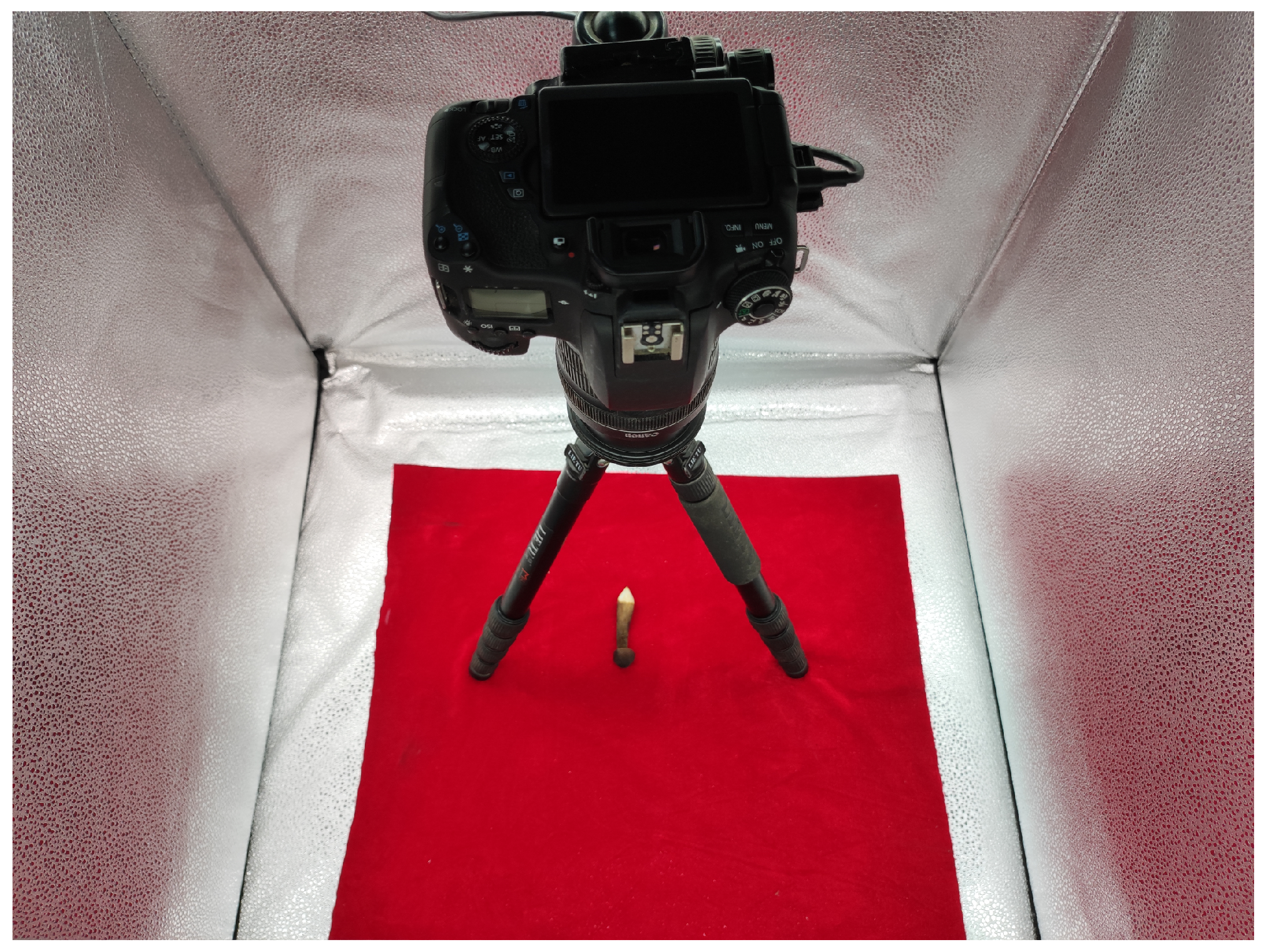 Horticulturae 08 01119 g001