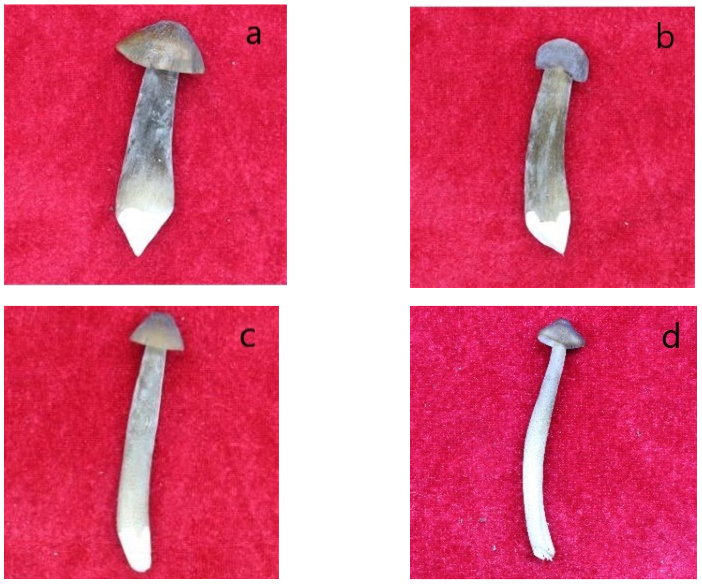 Horticulturae 08 01119 g002