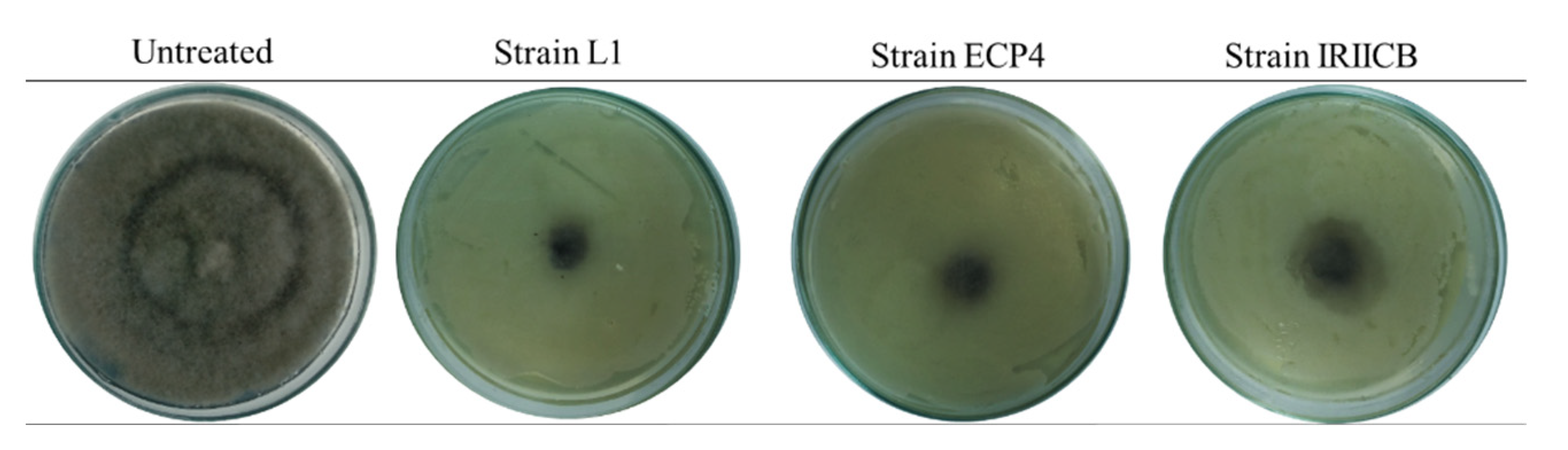 Horticulturae 08 01125 g001