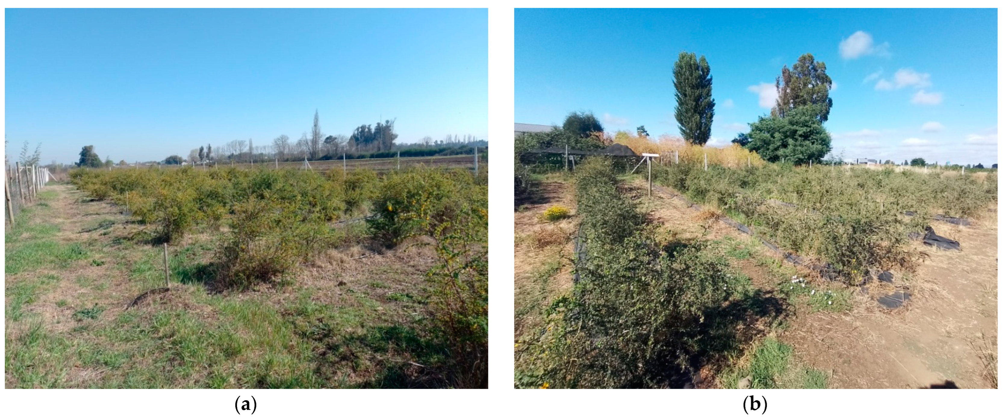 Horticulturae 08 01138 g001