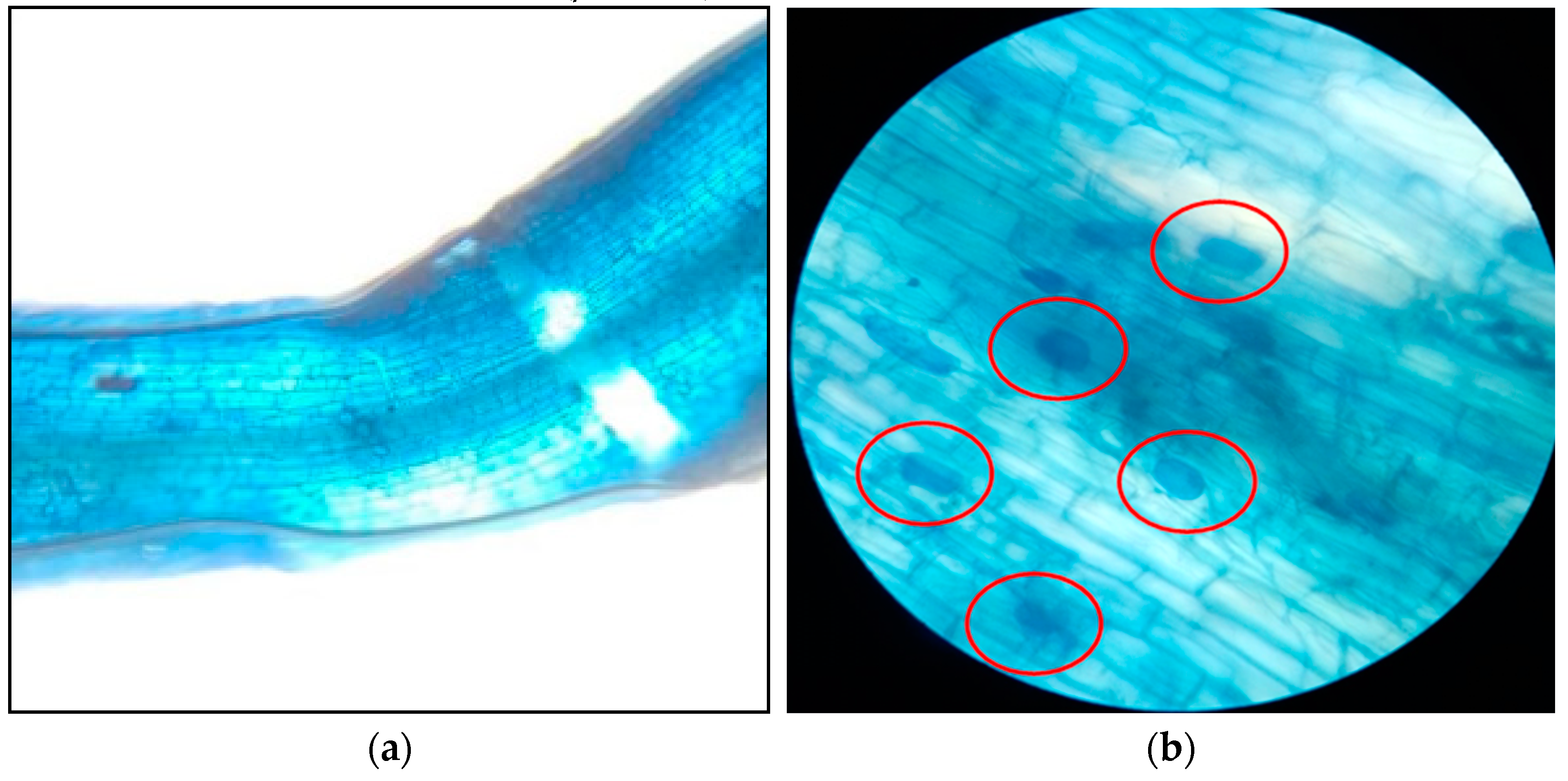 Horticulturae 08 01138 g003