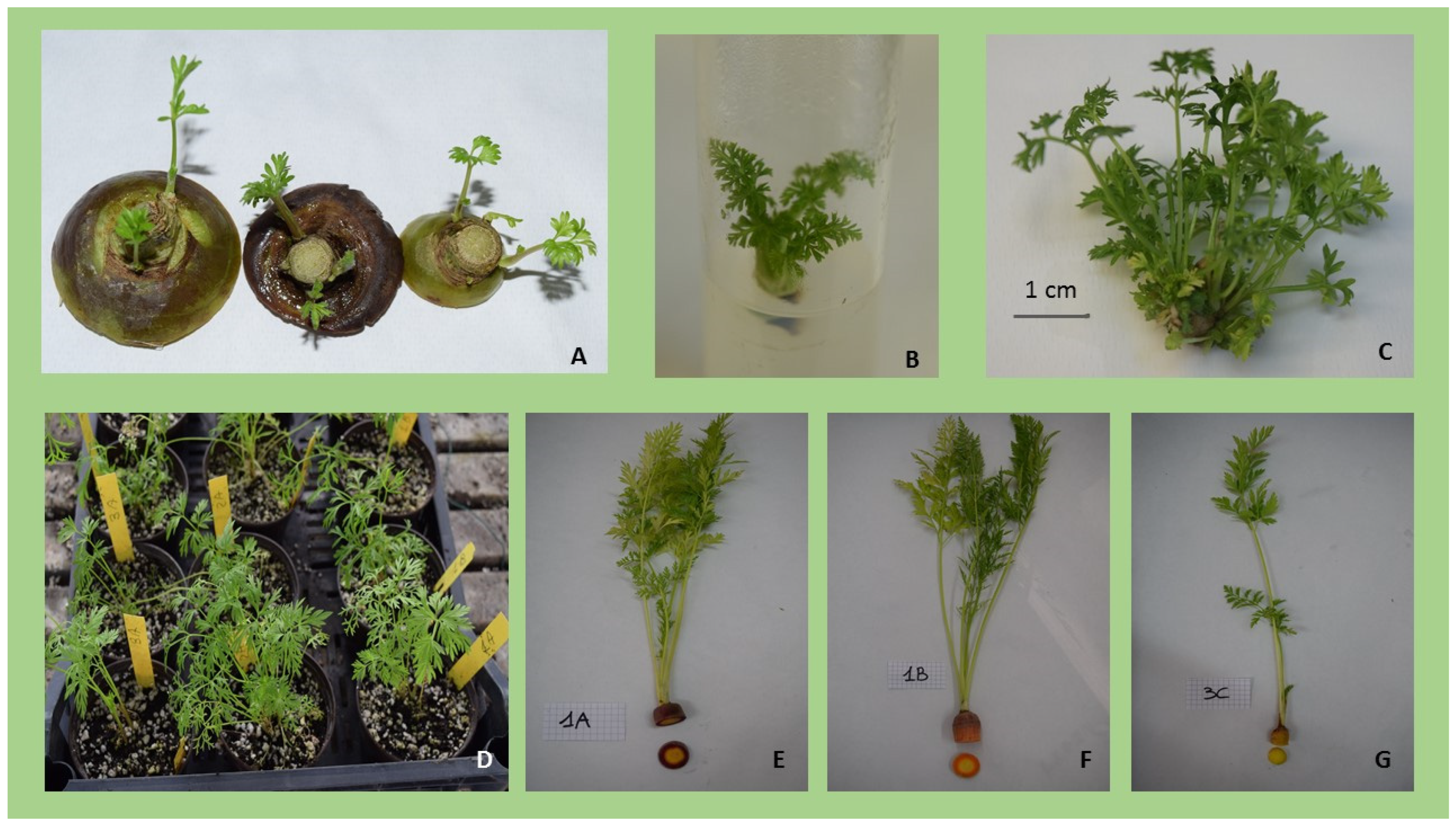 Horticulturae 08 01150 g001 Horticulturae 08 01150 g001