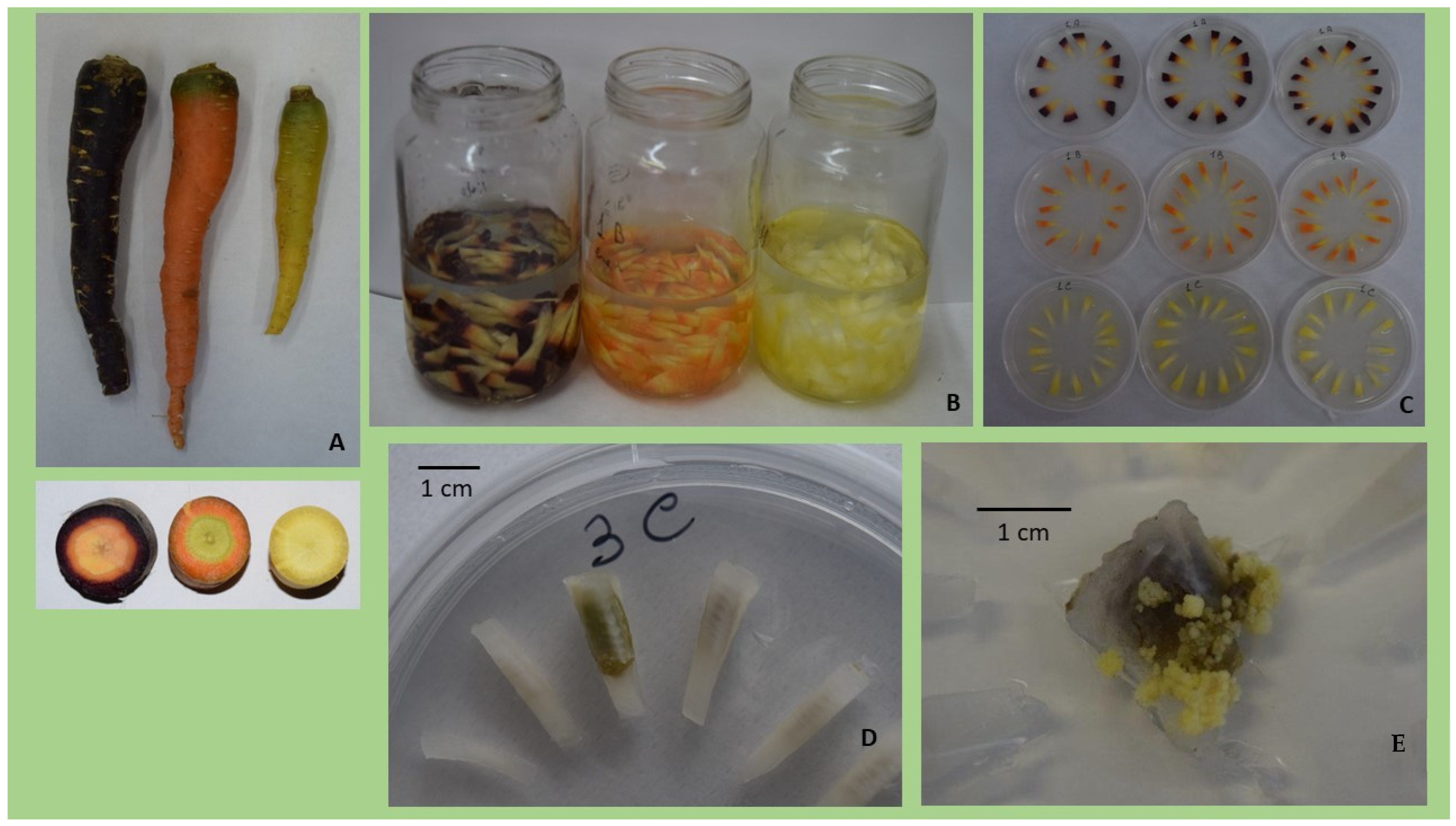 Horticulturae 08 01150 g002 Horticulturae 08 01150 g002