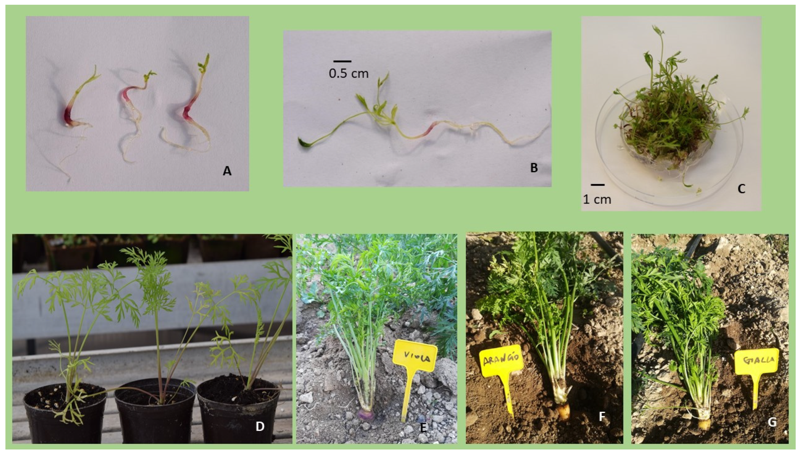 Horticulturae 08 01150 g003 Horticulturae 08 01150 g003