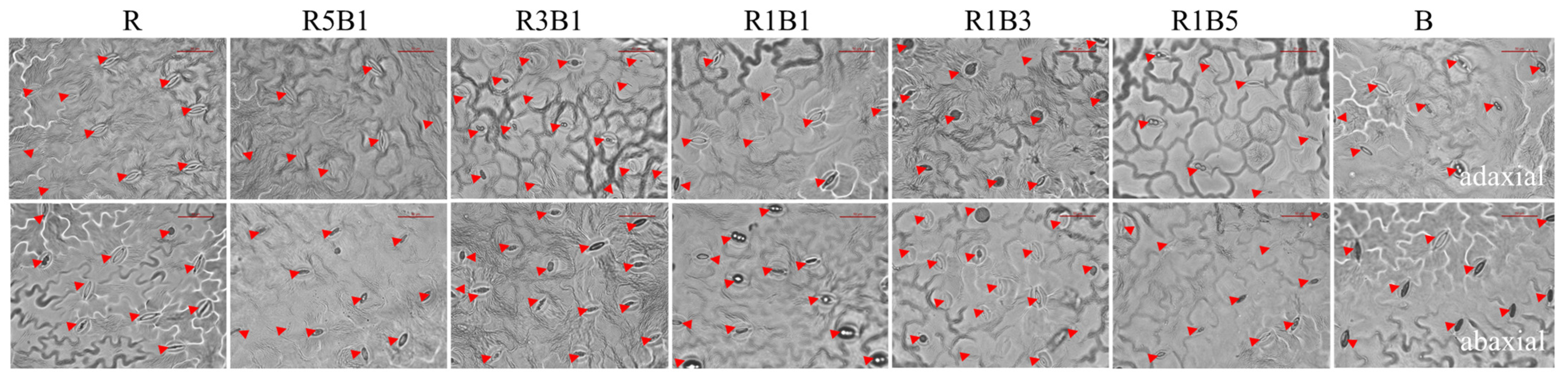 Horticulturae 08 01165 g007