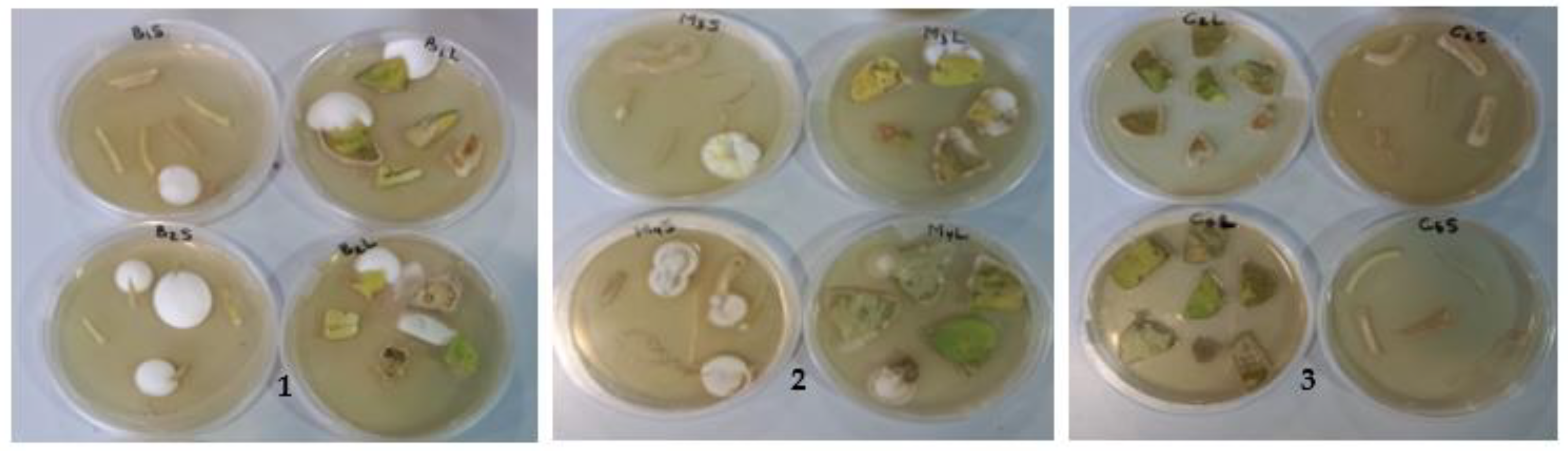 Horticulturae 08 01182 g001