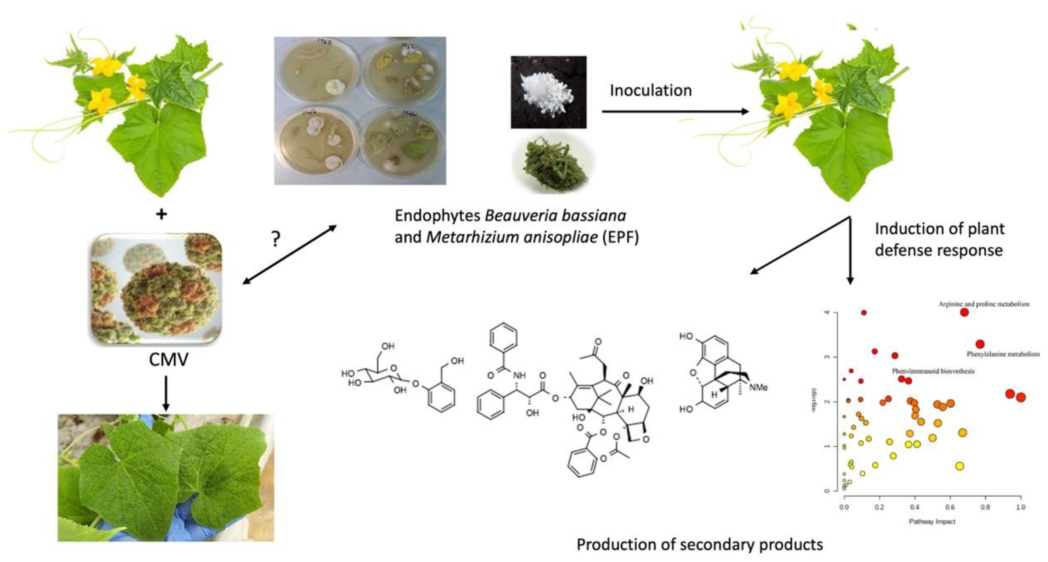 Horticulturae 08 01182 g013