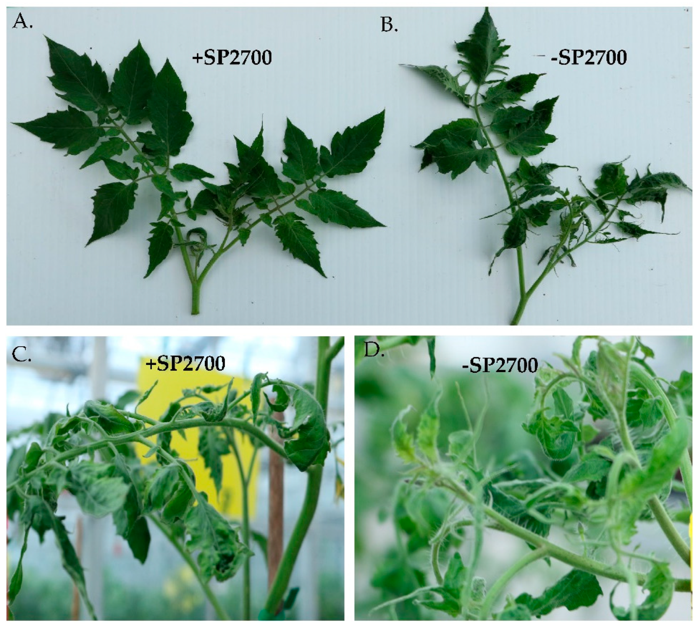 Horticulturae 08 01193 g001