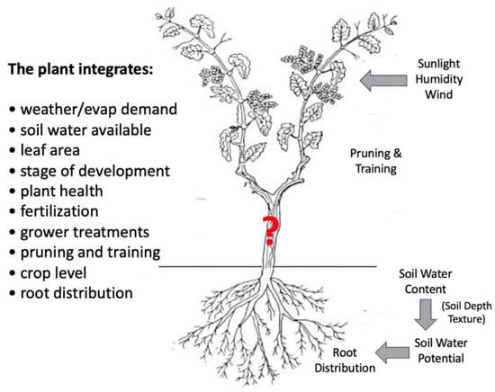 Horticulturae 08 01207 g001