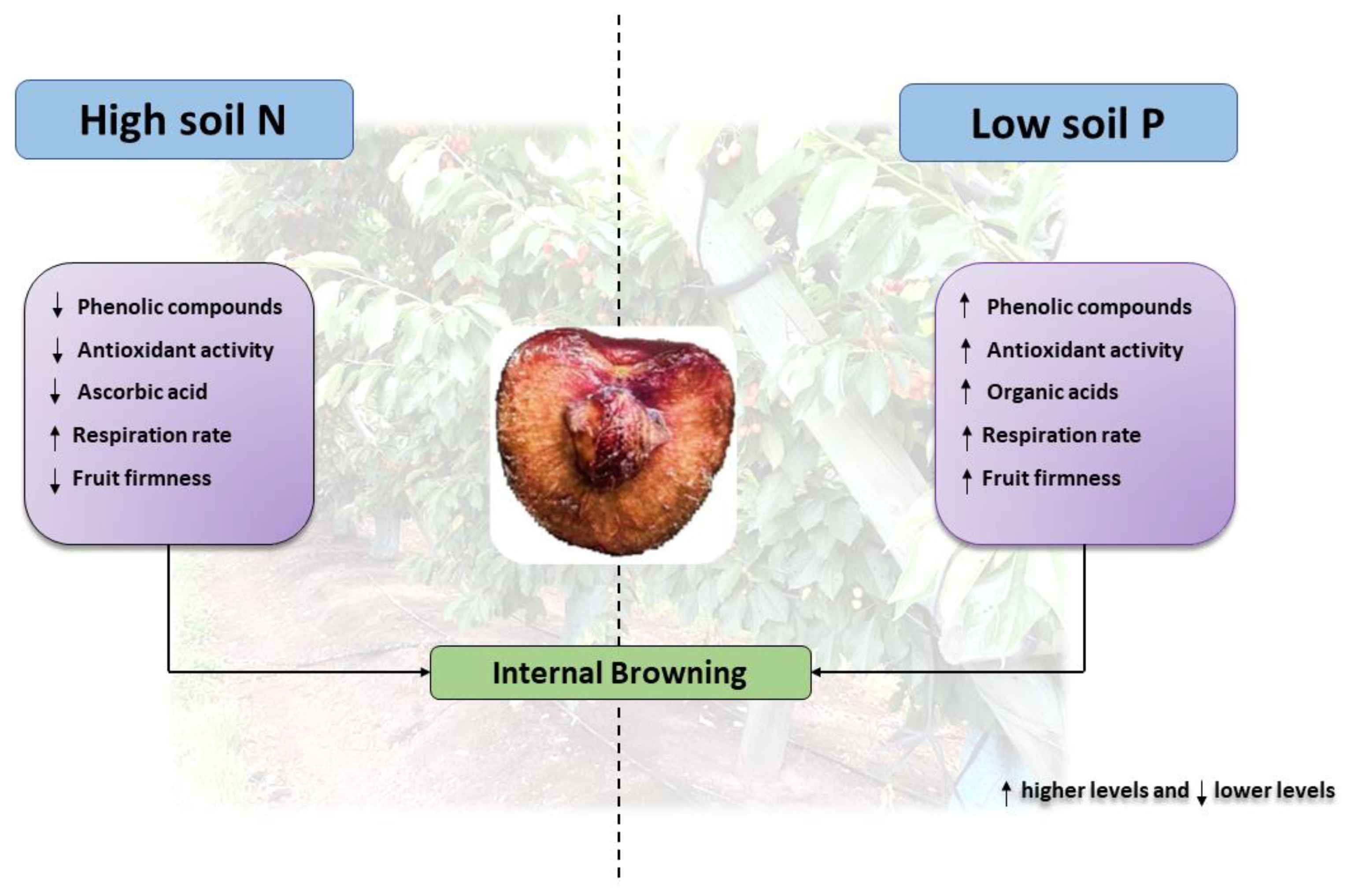 Horticulturae 08 01209 g002