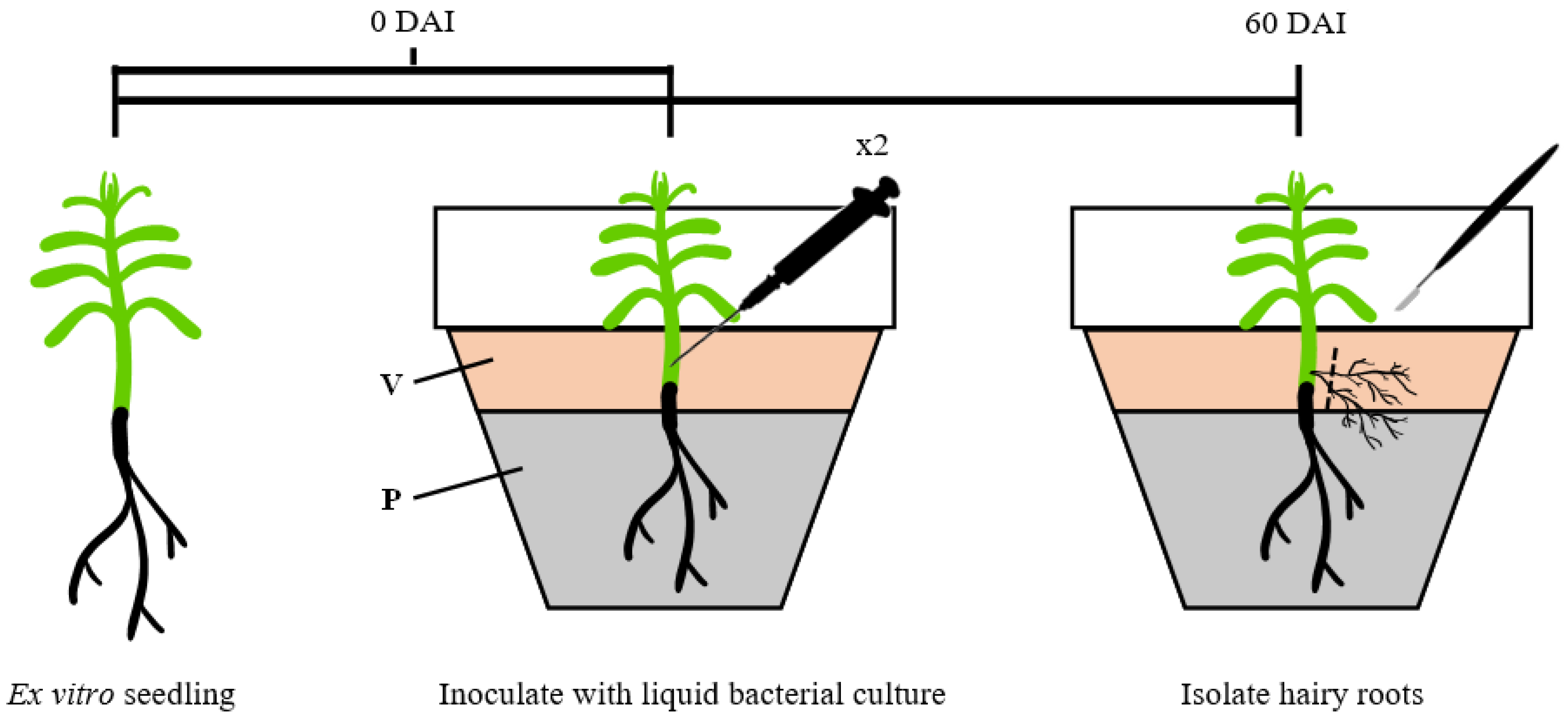 Horticulturae 09 00004 g002