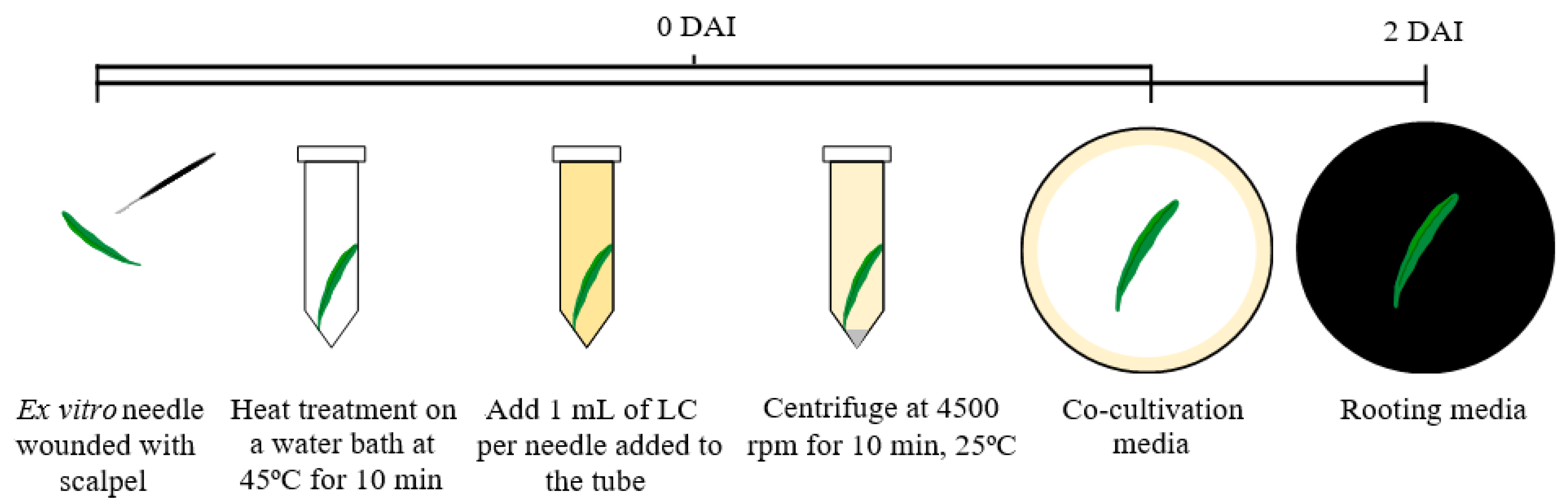 Horticulturae 09 00004 g003