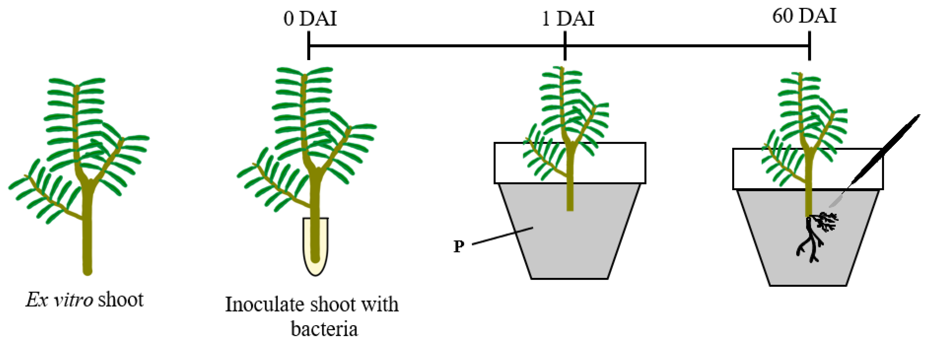 Horticulturae 09 00004 g004